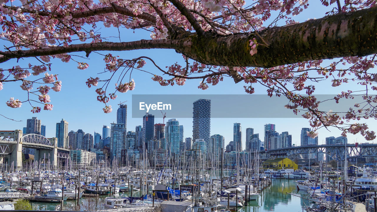 Panoramic view of vancouver downtown under cherry blossom canopy