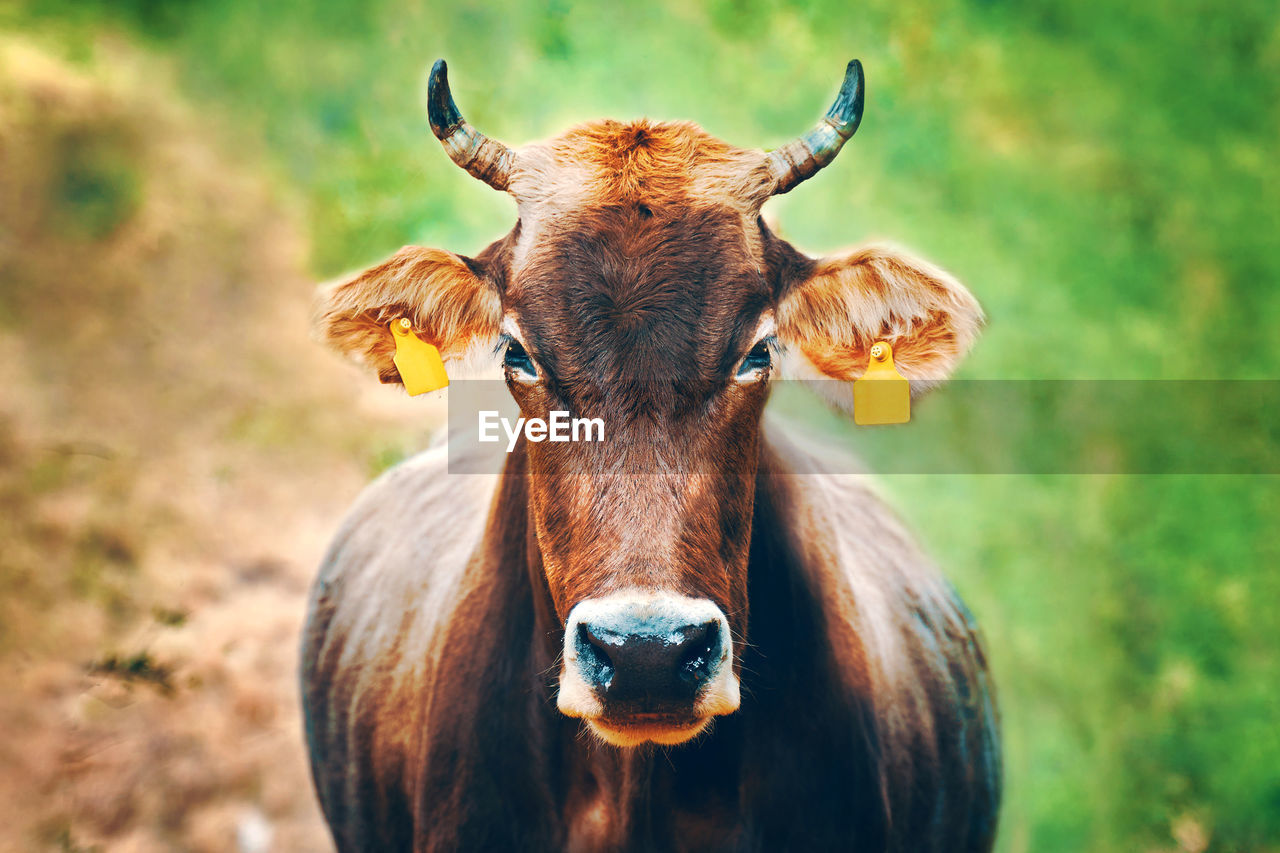 Cow with ear tags. portrait of a bull looking right at you. domestic farm animals. brown cow with