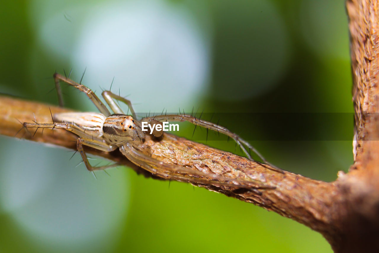 CLOSE-UP OF INSECT ON PLANT