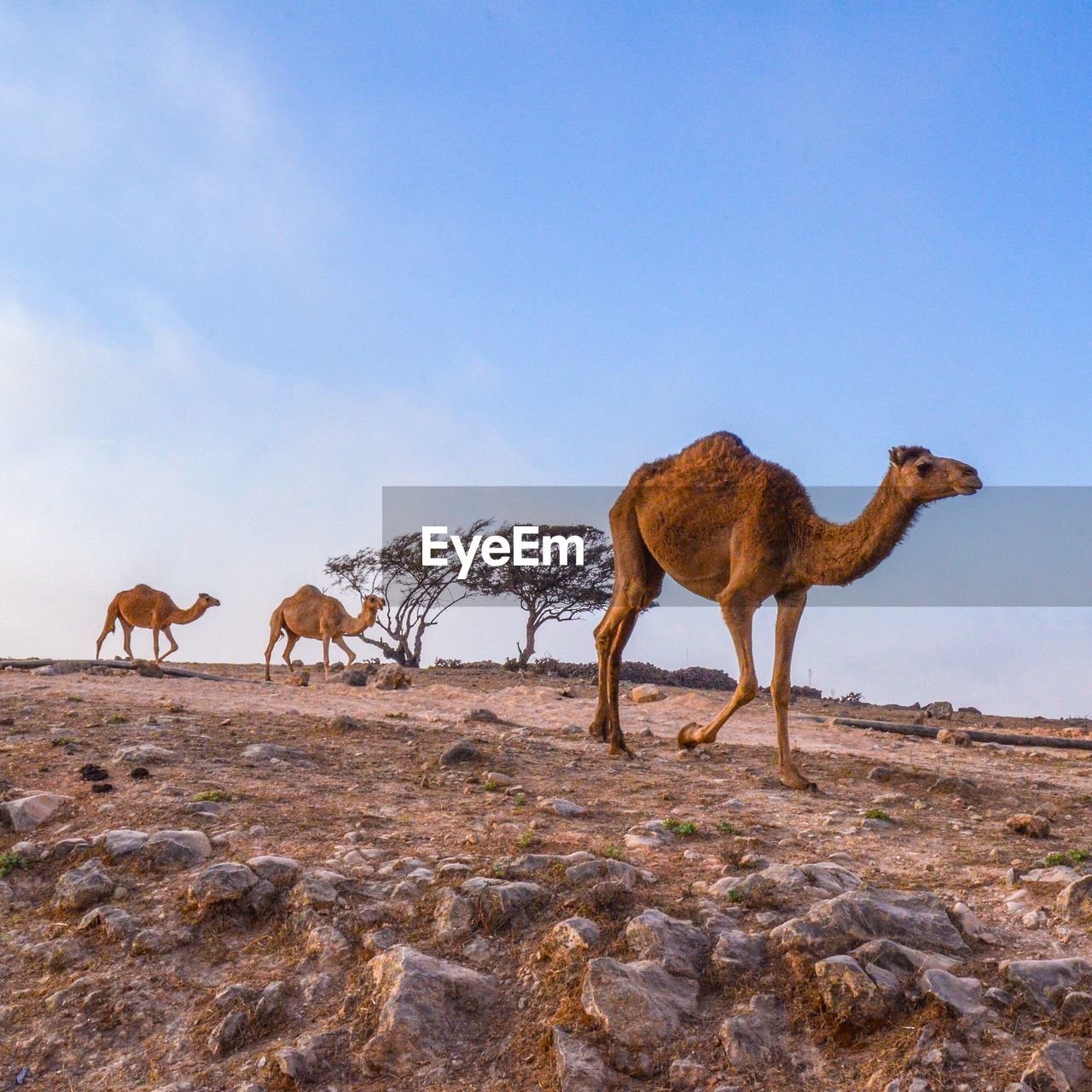 View of a camel on field