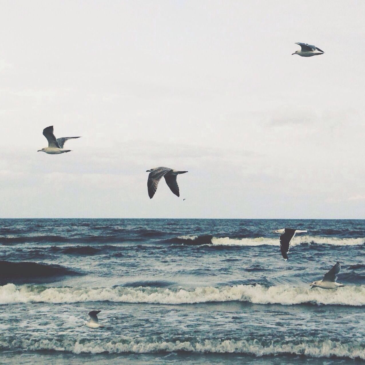 Seagulls by sea
