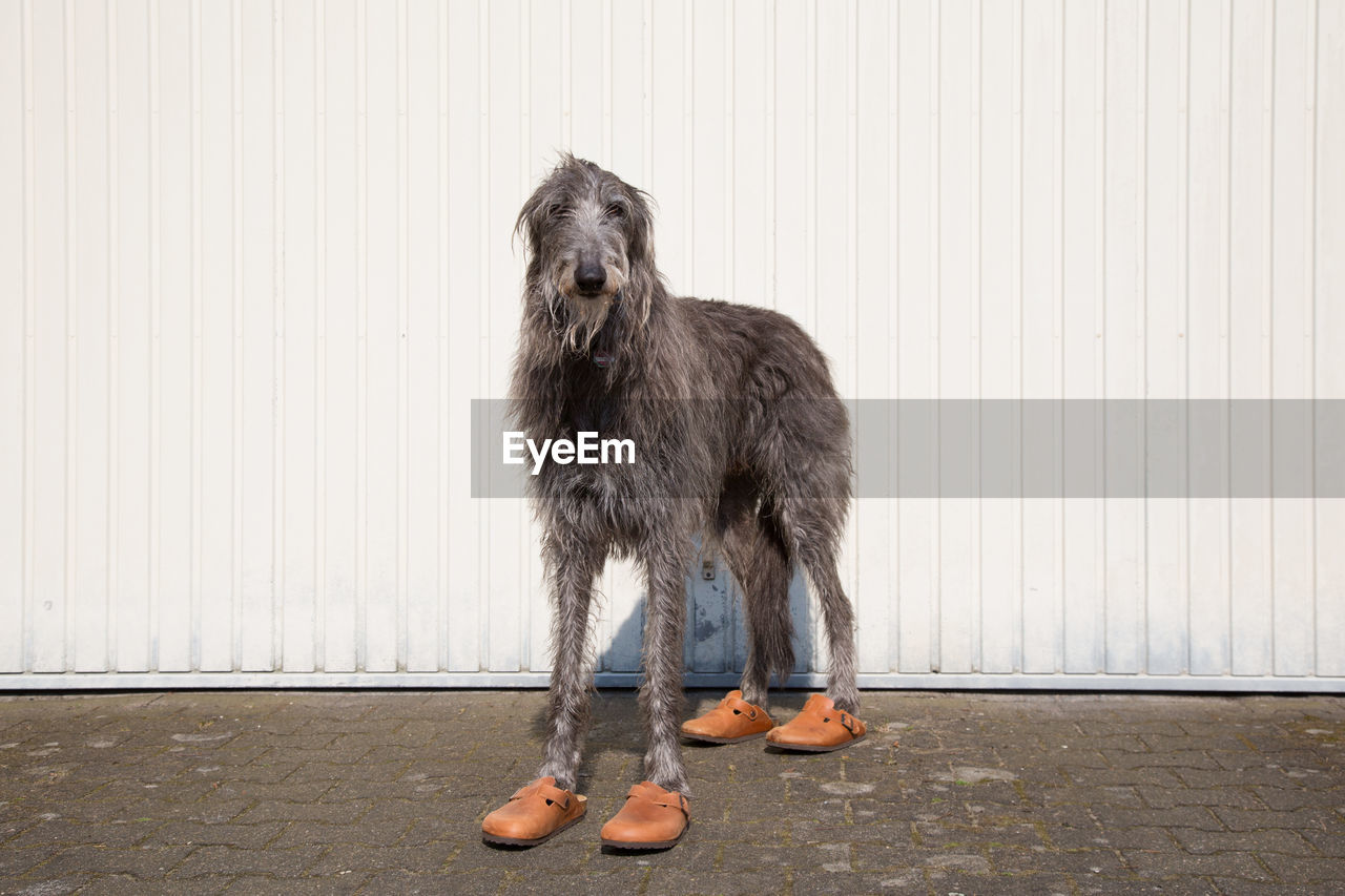 Portrait of scottish deerhound wearing shoes against wall