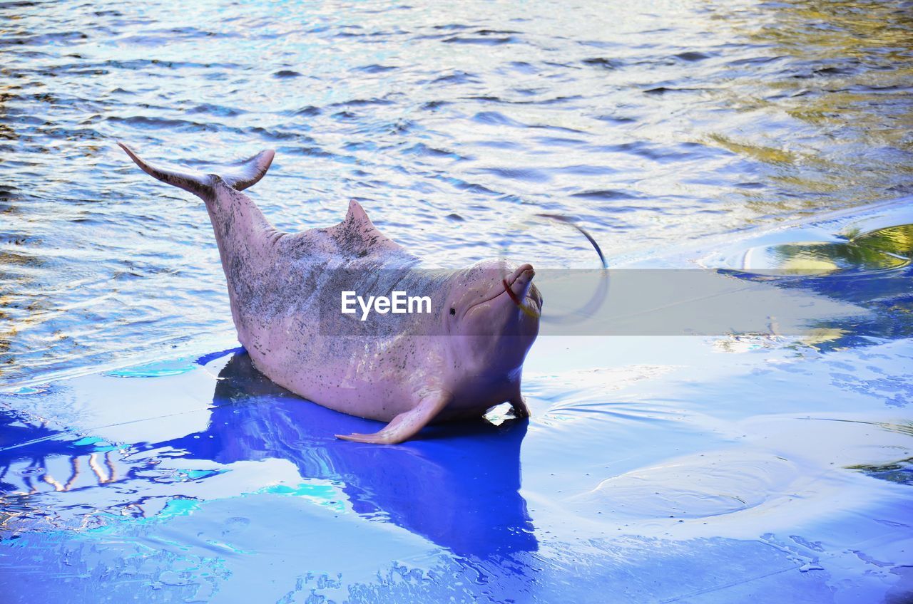 VIEW OF TURTLE SWIMMING