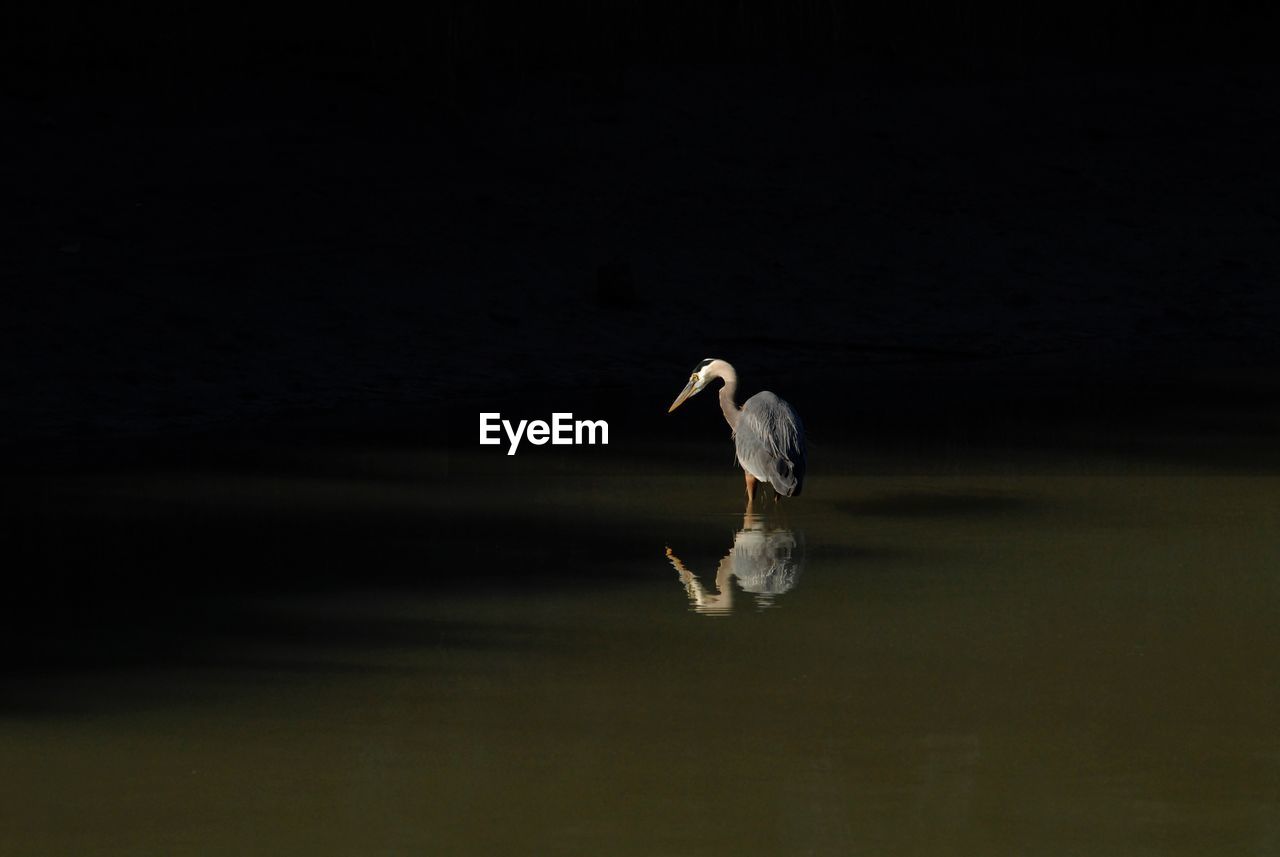 VIEW OF BIRDS IN LAKE