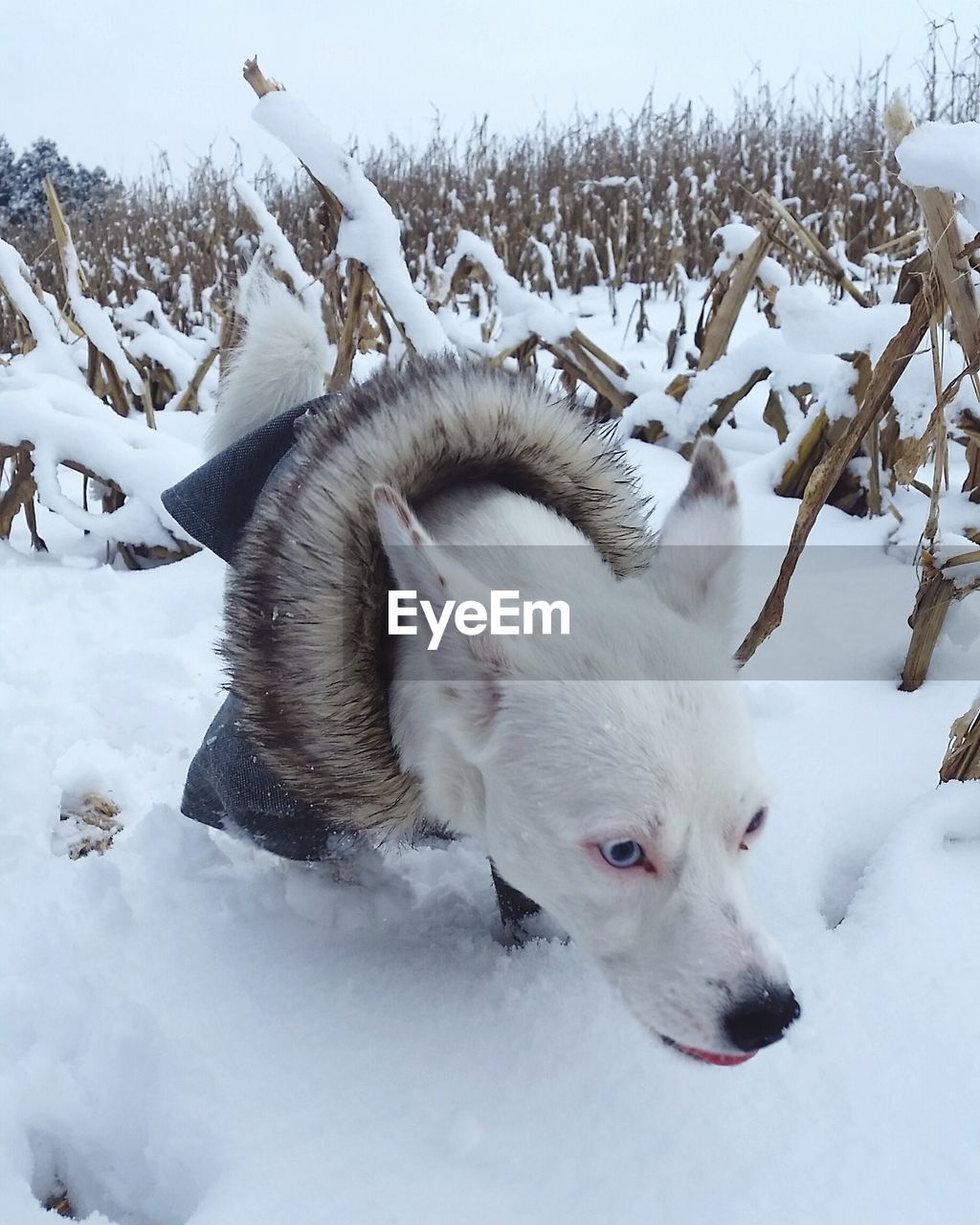 WHITE DOG ON SNOW FIELD