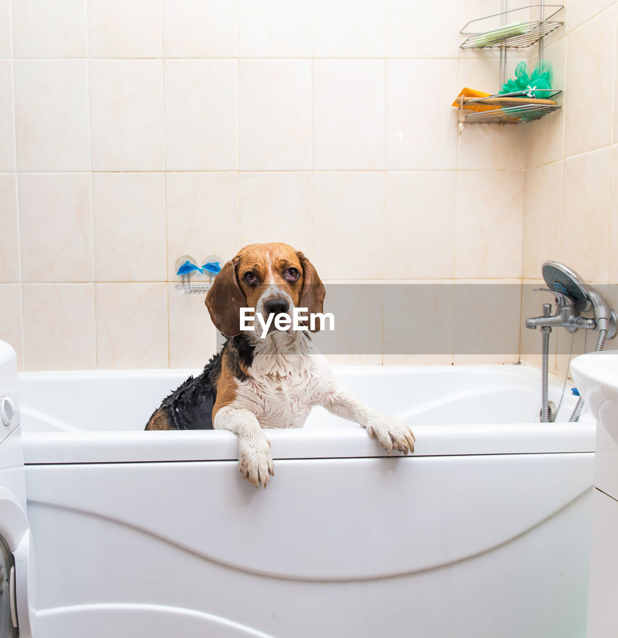 DOG IN BATHROOM