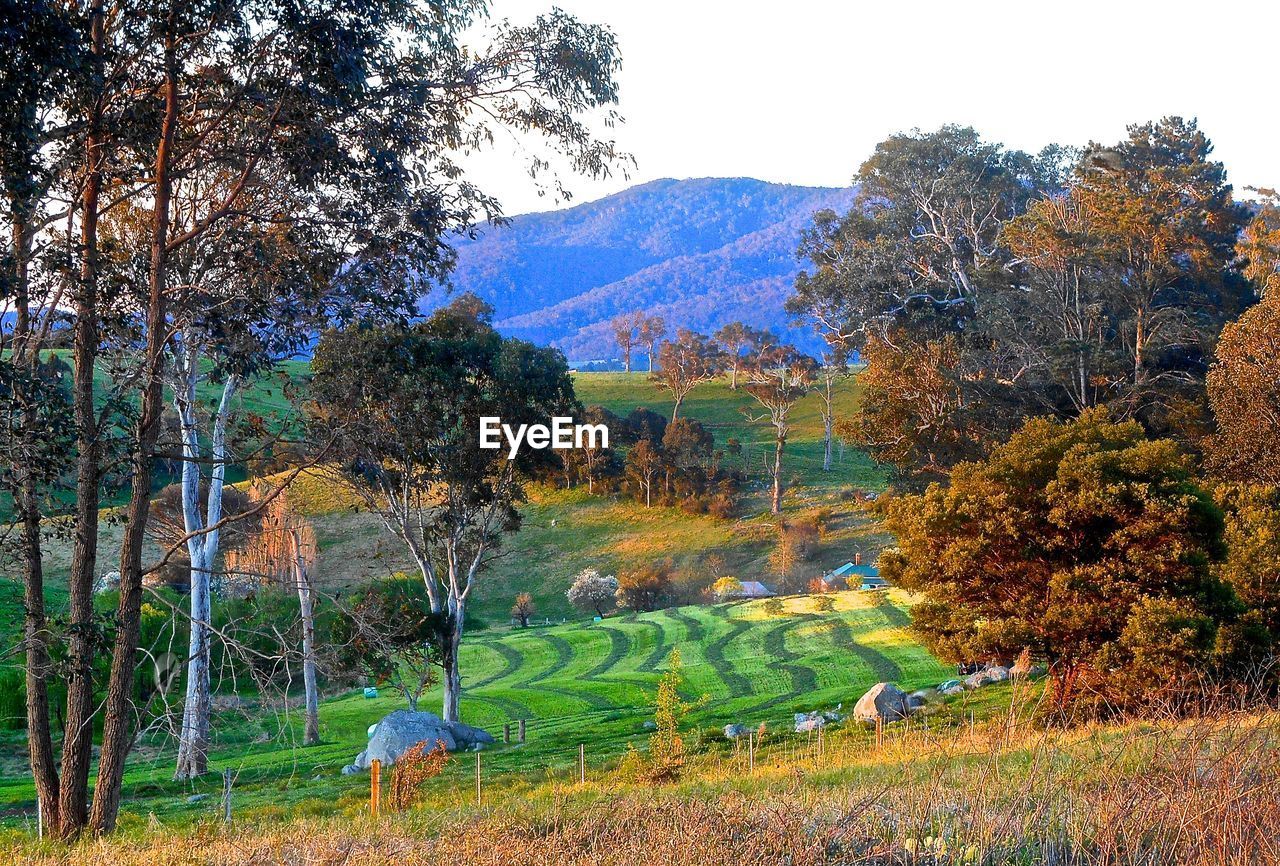 TREES ON FIELD