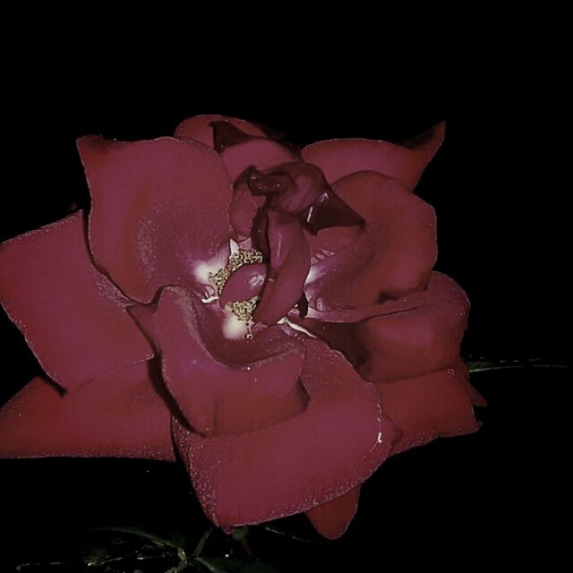 CLOSE-UP OF PINK FLOWERS OVER BLACK BACKGROUND