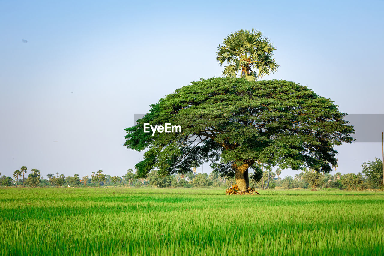 Tree on field against clear sky