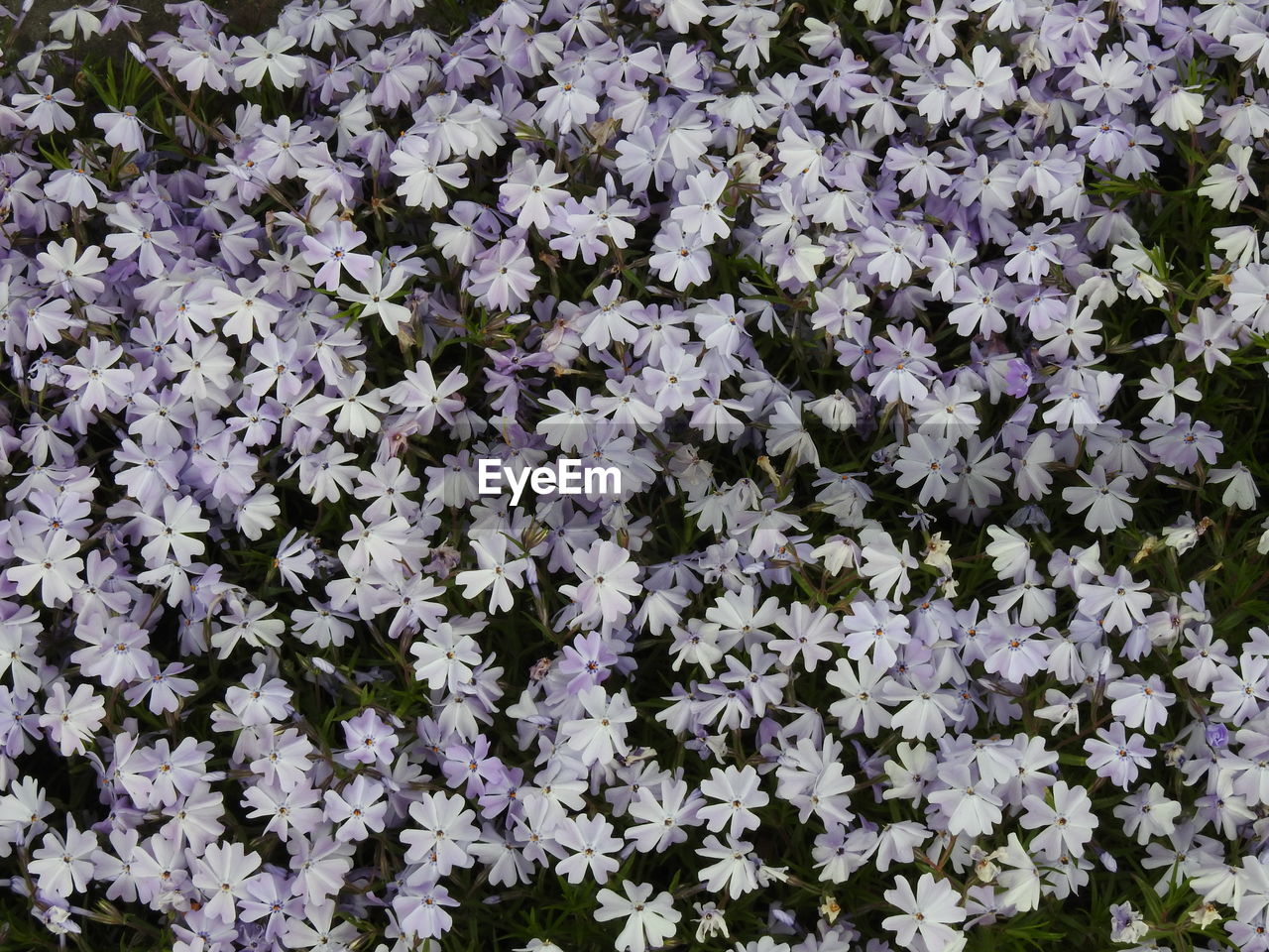 Full frame shot of flowering plant on field