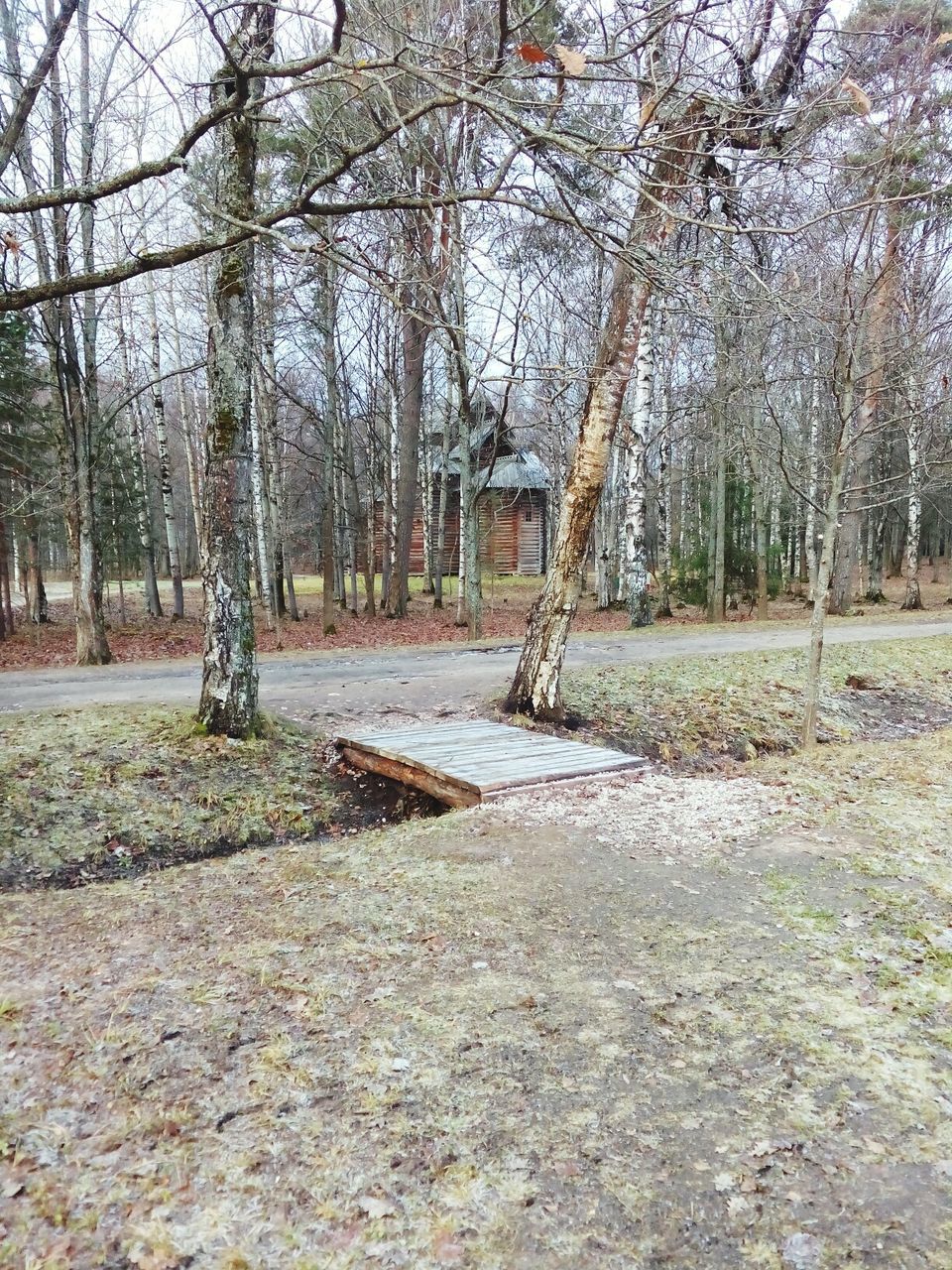 VIEW OF BARE TREES IN FOREST