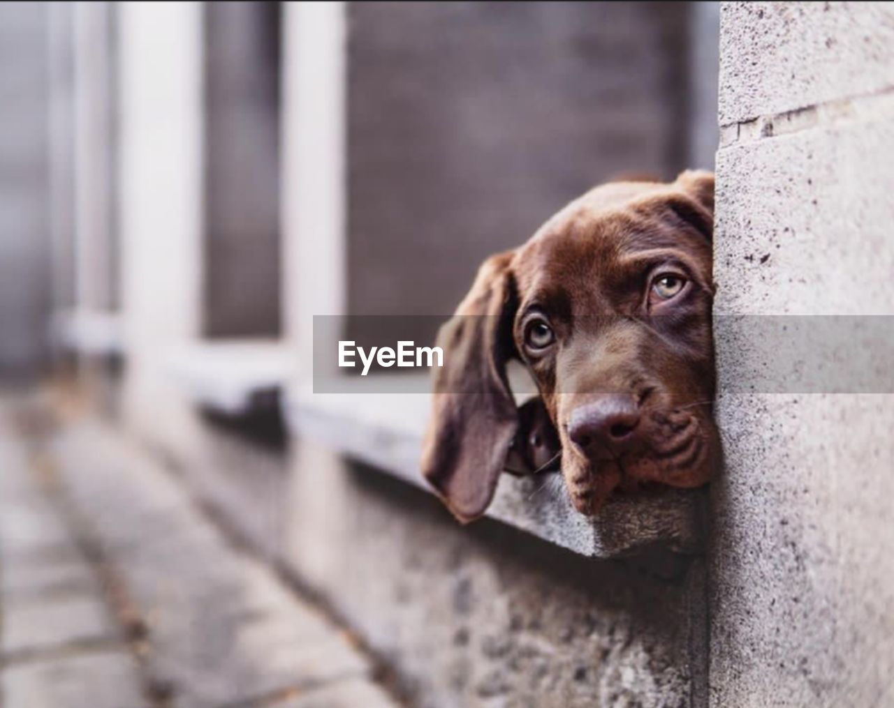 CLOSE-UP PORTRAIT OF DOG PEEKING IN CONCRETE