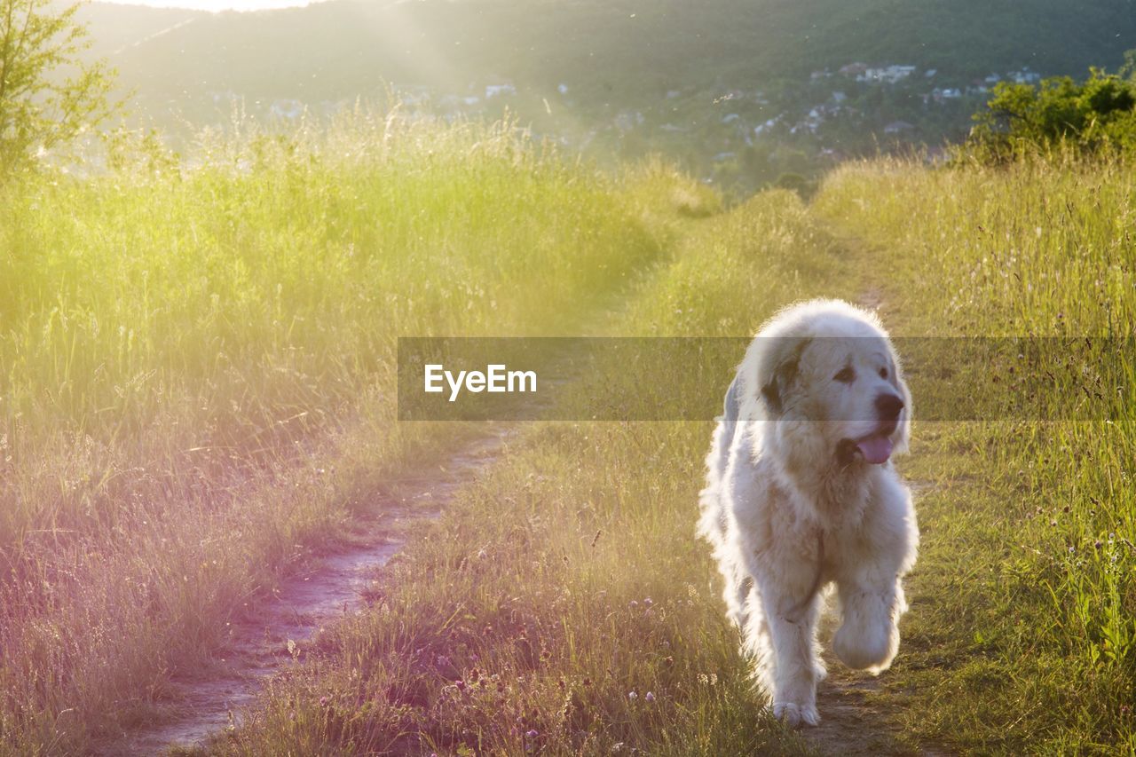 DOG ON FIELD BY PLANTS