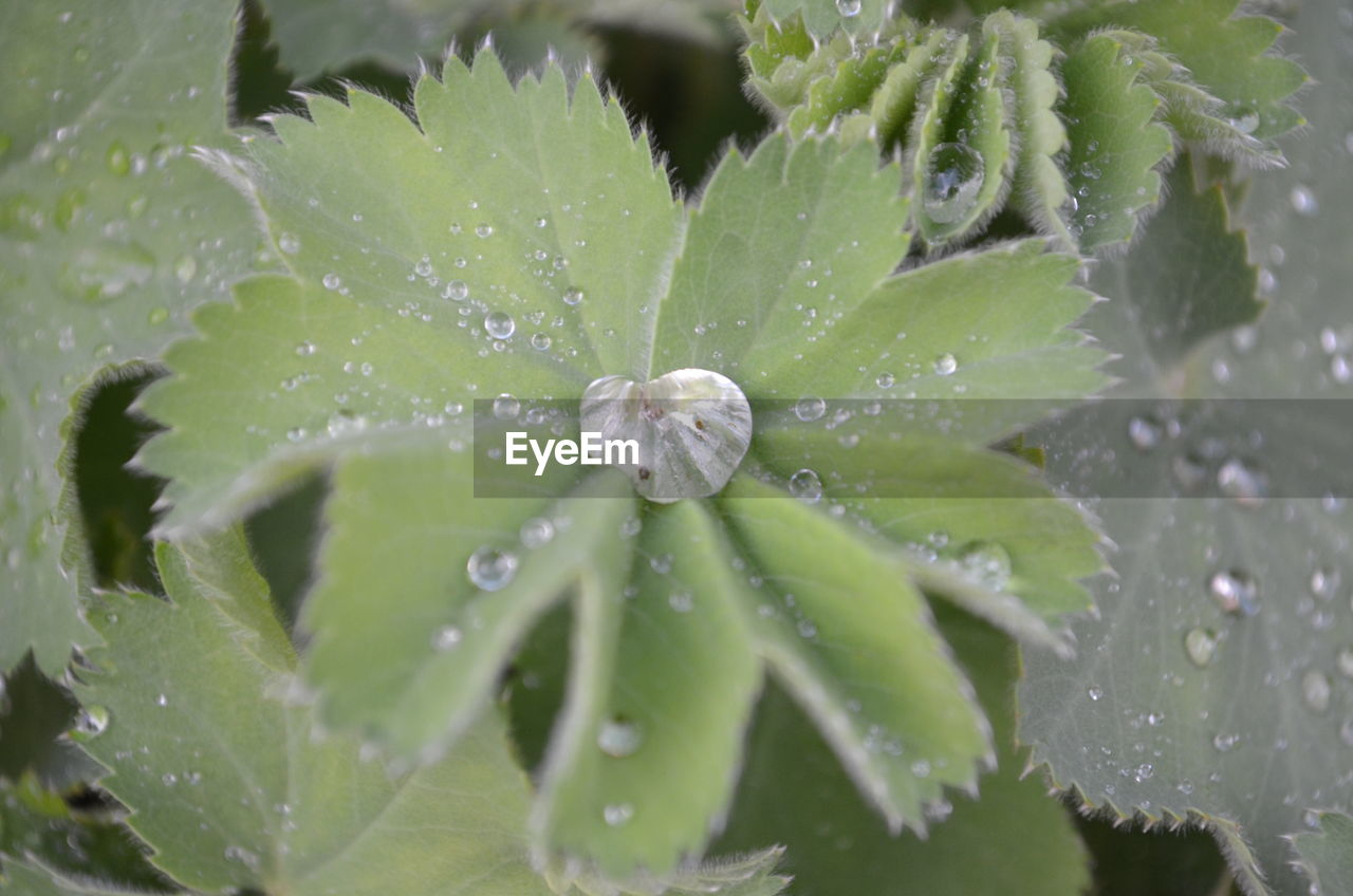 CLOSE-UP OF WATER DROPS ON LEAVES