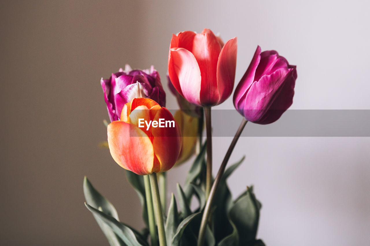 Close-up of multicolored tulips