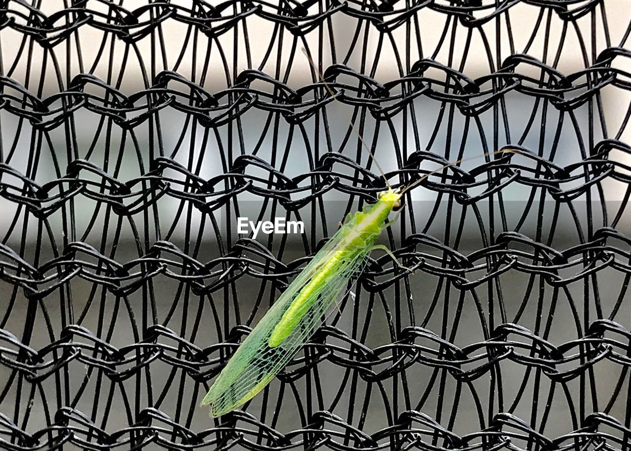 CLOSE-UP OF PERCHING ON LEAF