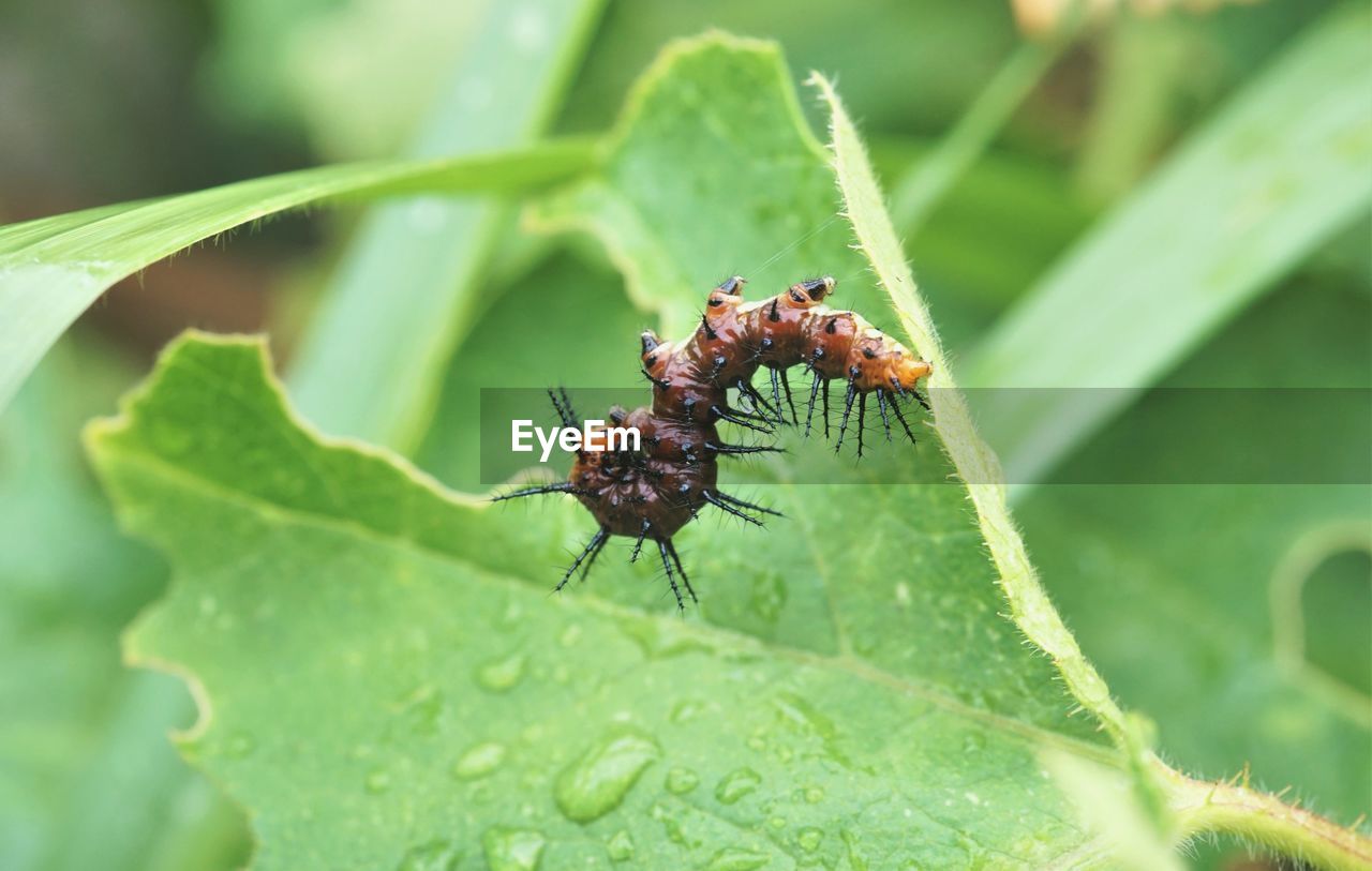 Close-up of insect on leaf