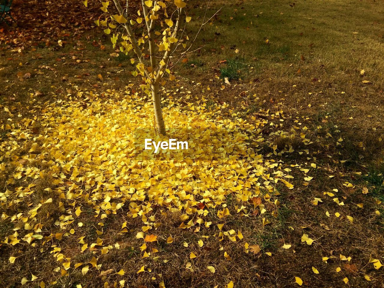 CLOSE-UP OF FRESH YELLOW WATER