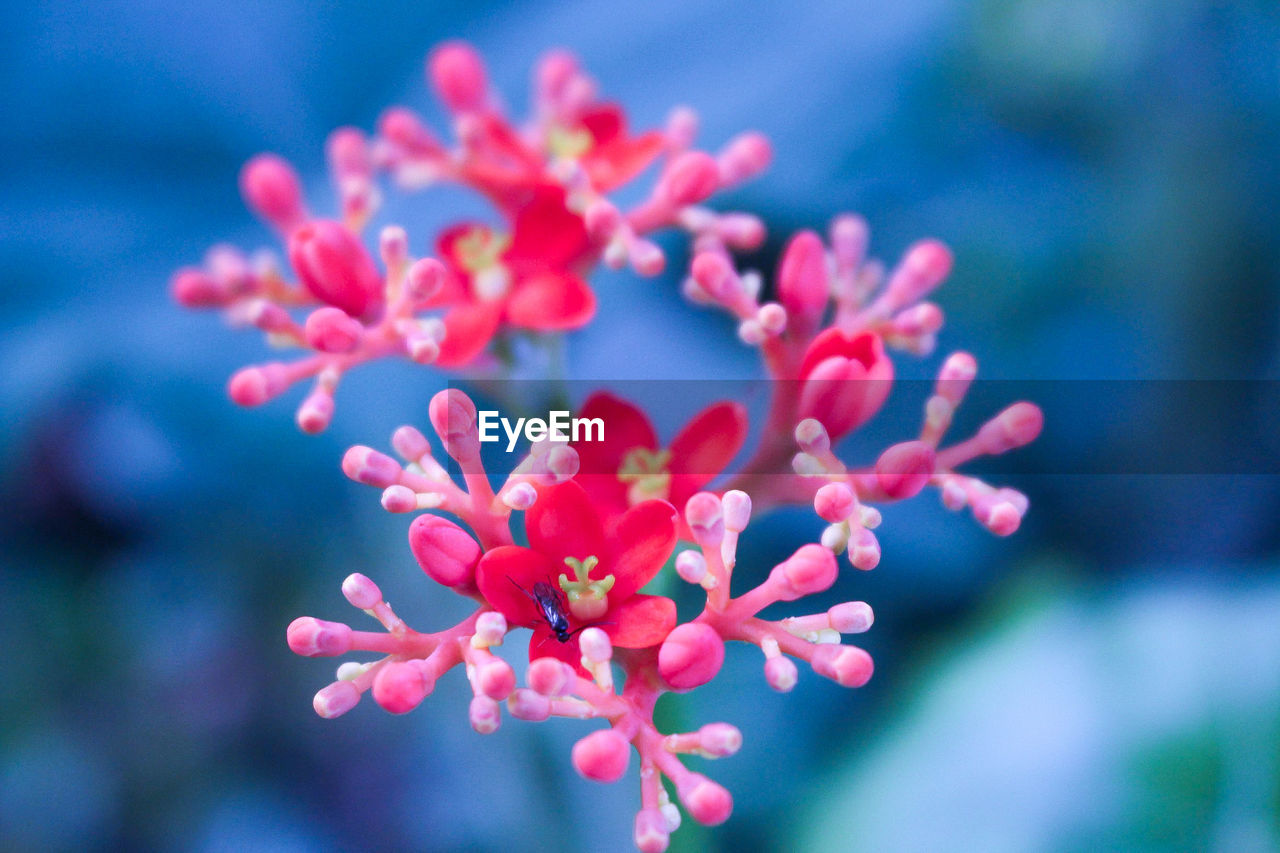 CLOSE-UP OF PINK FLOWER