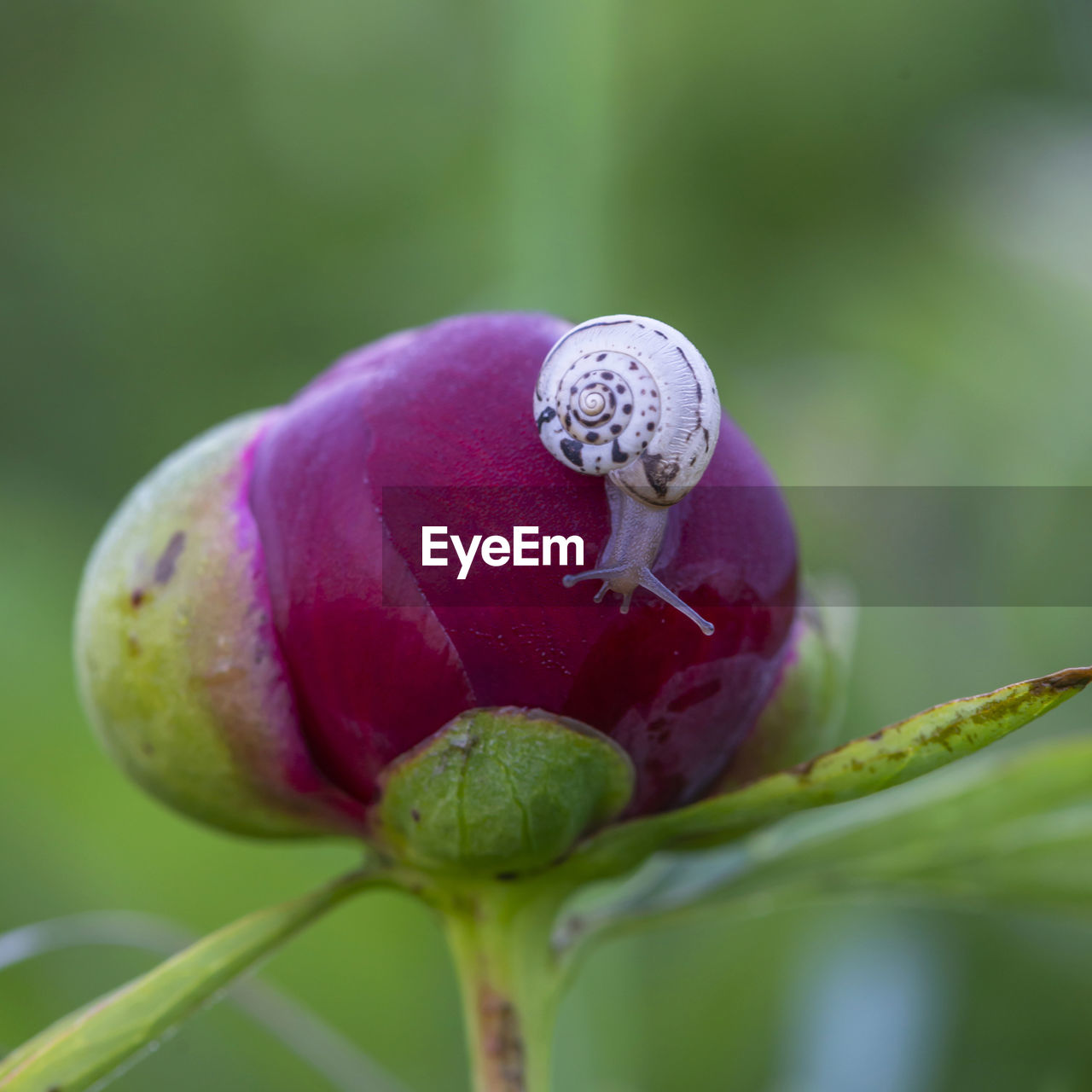 Close-up of fly on purple flower