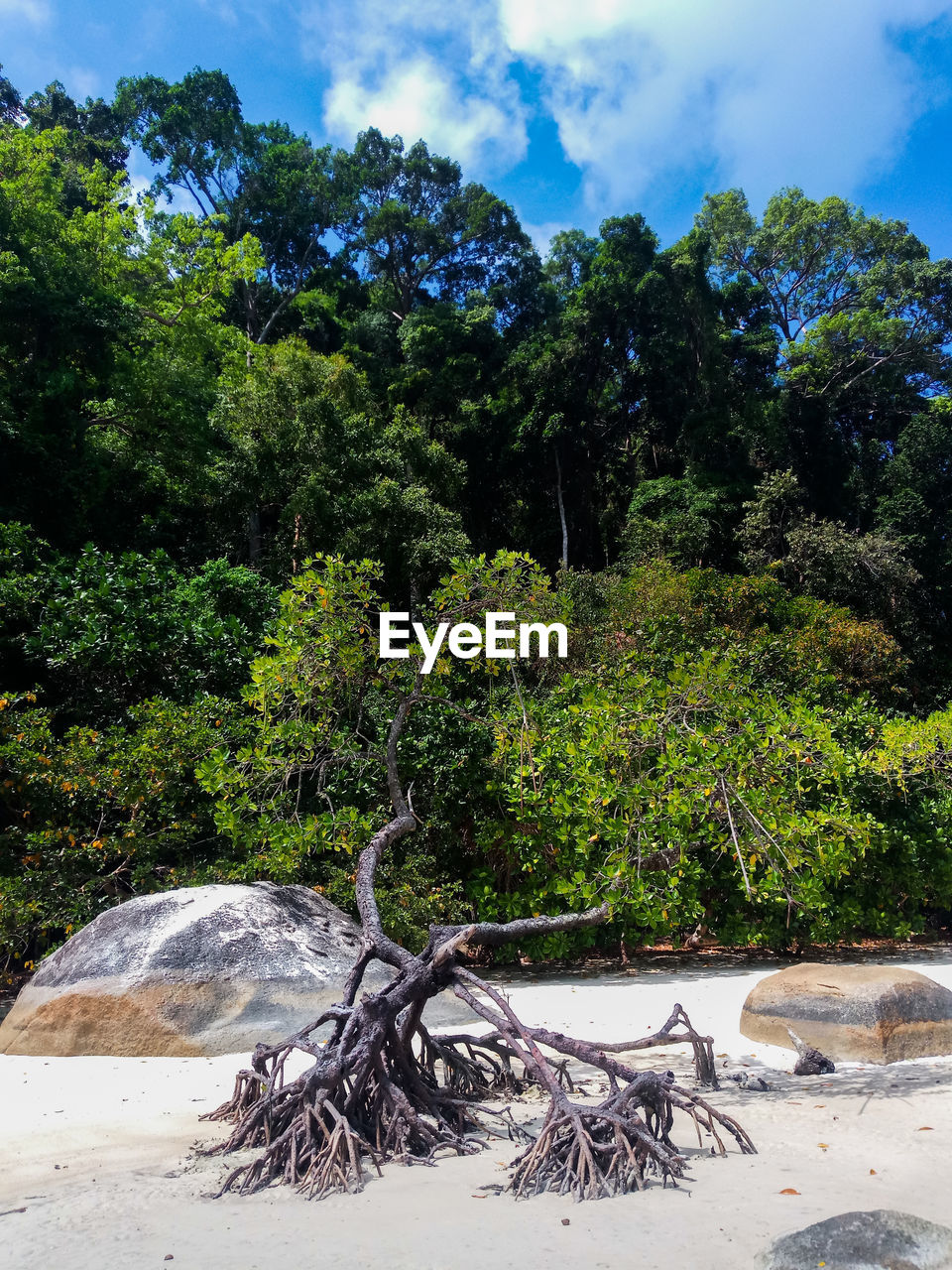 TREE BY PLANTS IN FOREST