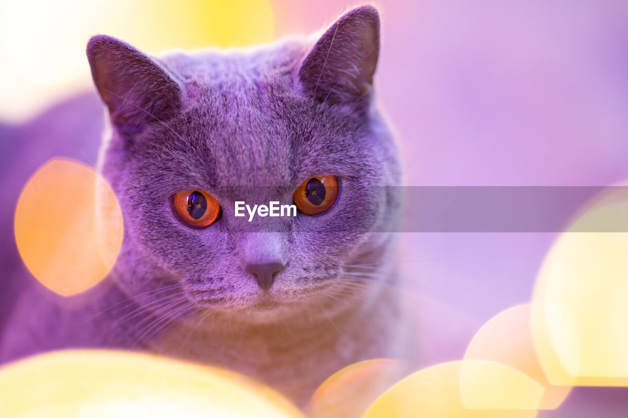 Close-up portrait of a cat