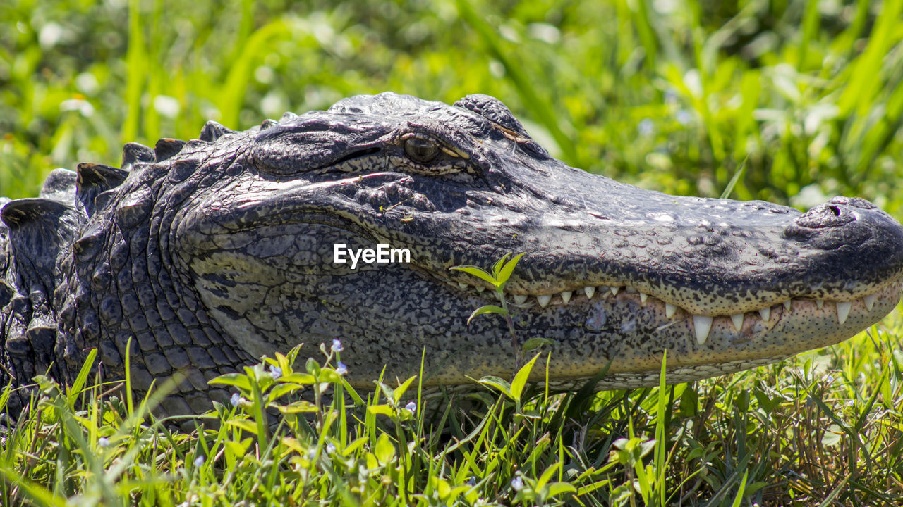 The face of the gator.