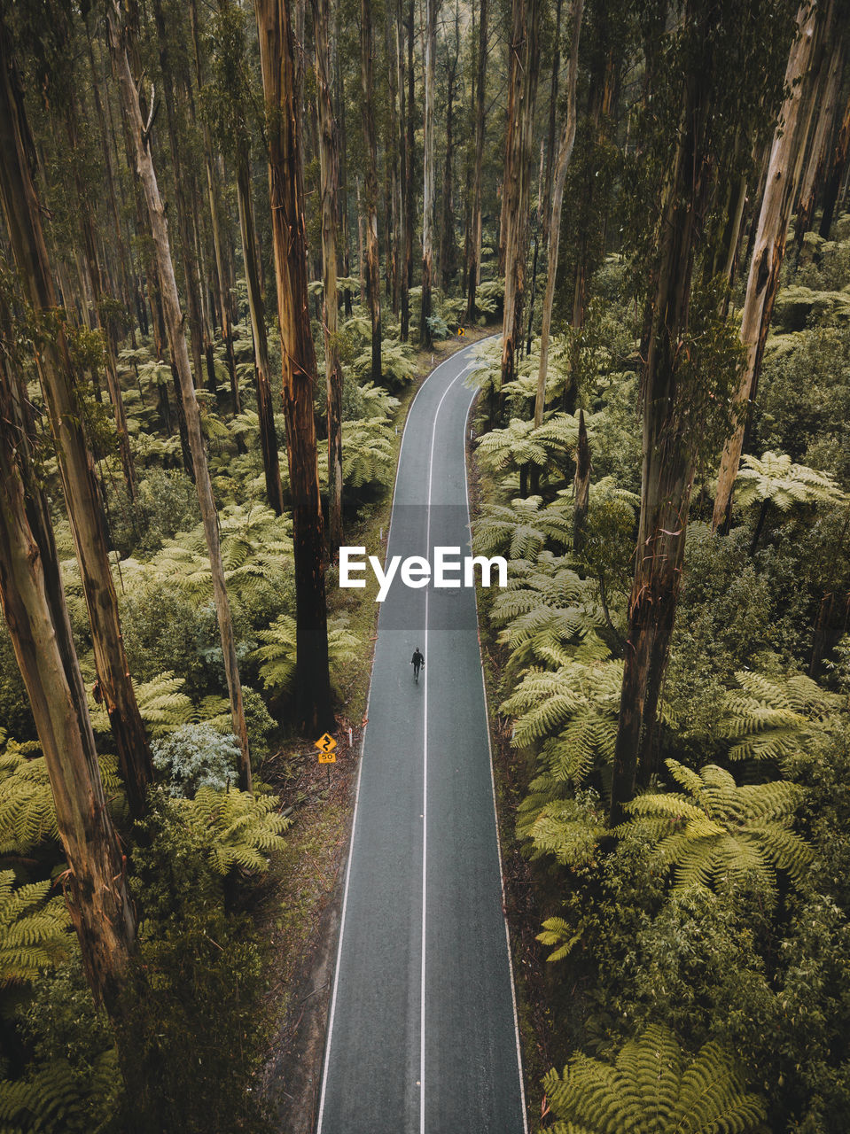 Aerial view of road amidst trees in forest