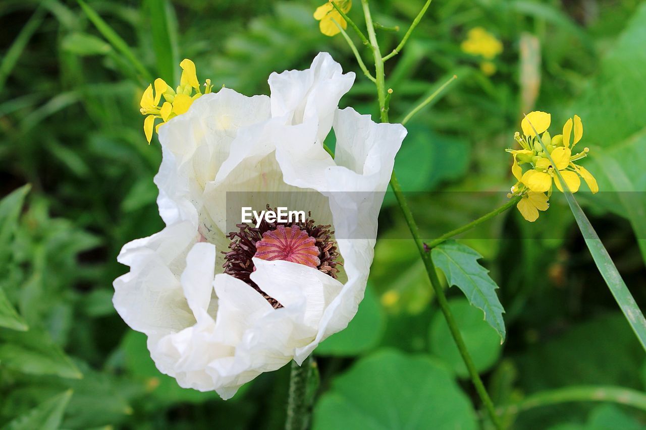 CLOSE-UP OF WHITE FLOWERS BLOOMING OUTDOORS