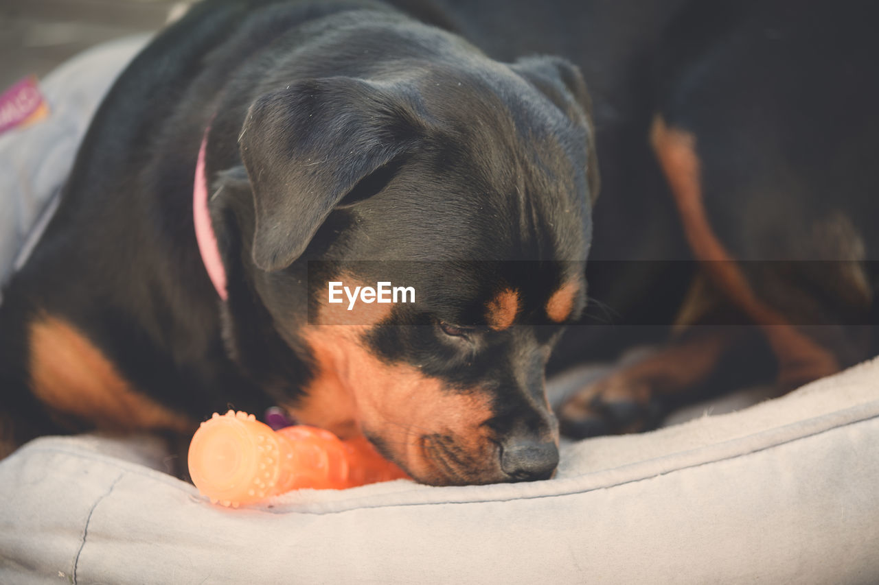 Close-up of dog relaxing