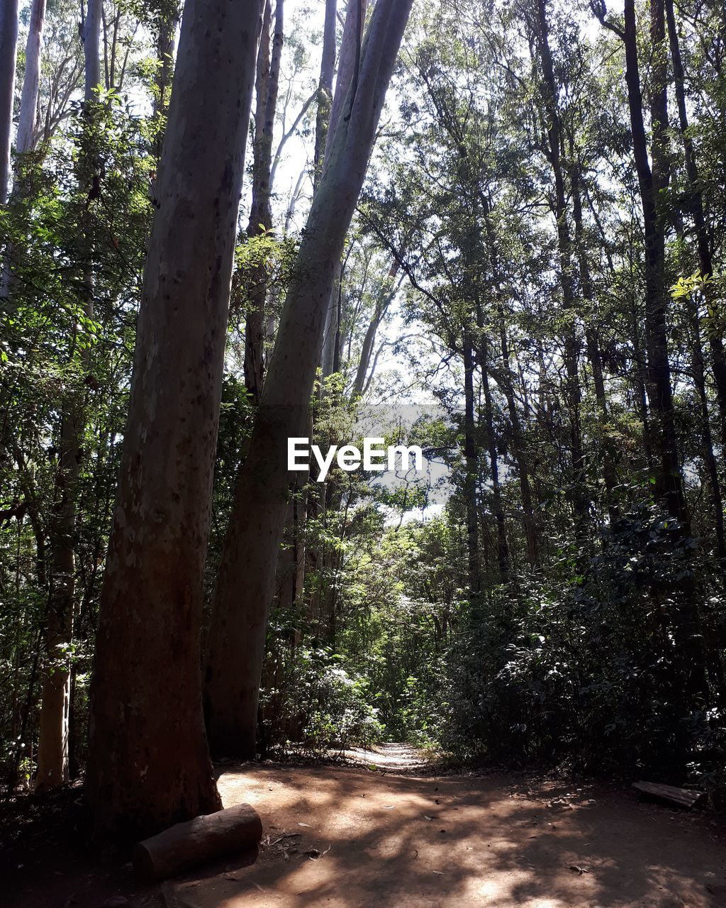 TREES GROWING IN FOREST