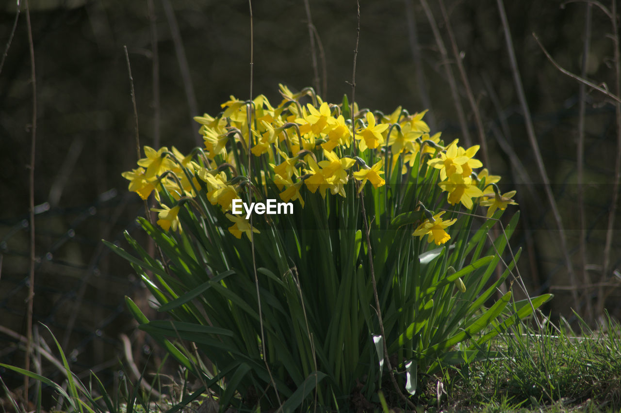 plant, flower, flowering plant, yellow, beauty in nature, nature, growth, freshness, grass, no people, fragility, close-up, green, land, outdoors, prairie, springtime, field, daffodil, day, focus on foreground, wildflower, flower head, blossom, botany, inflorescence, petal