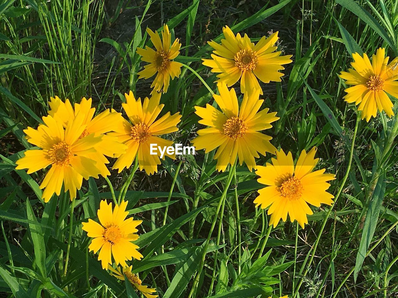 CLOSE-UP OF YELLOW FLOWERS BLOOMING IN FIELD