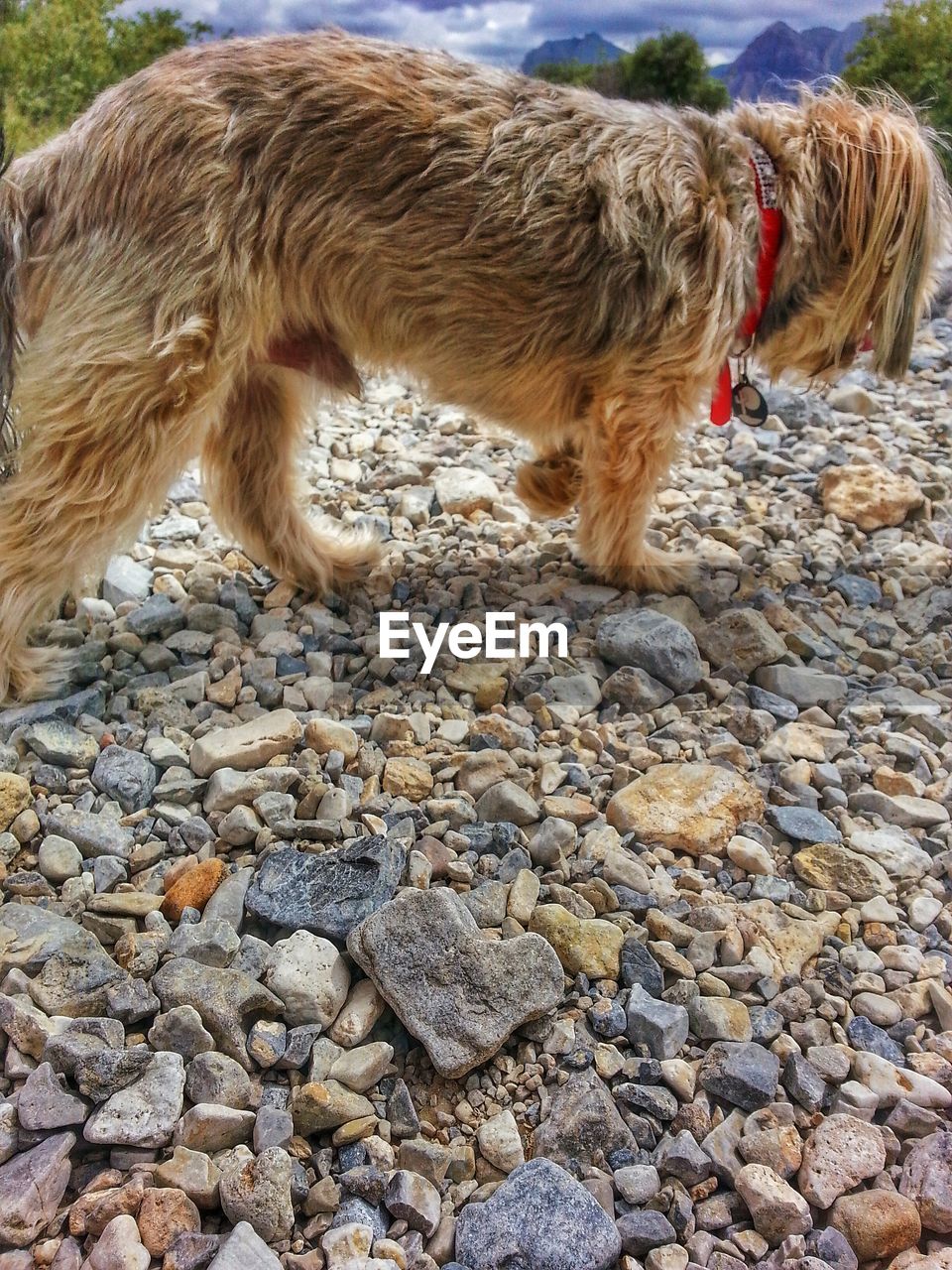 Wet dog walking on rocks