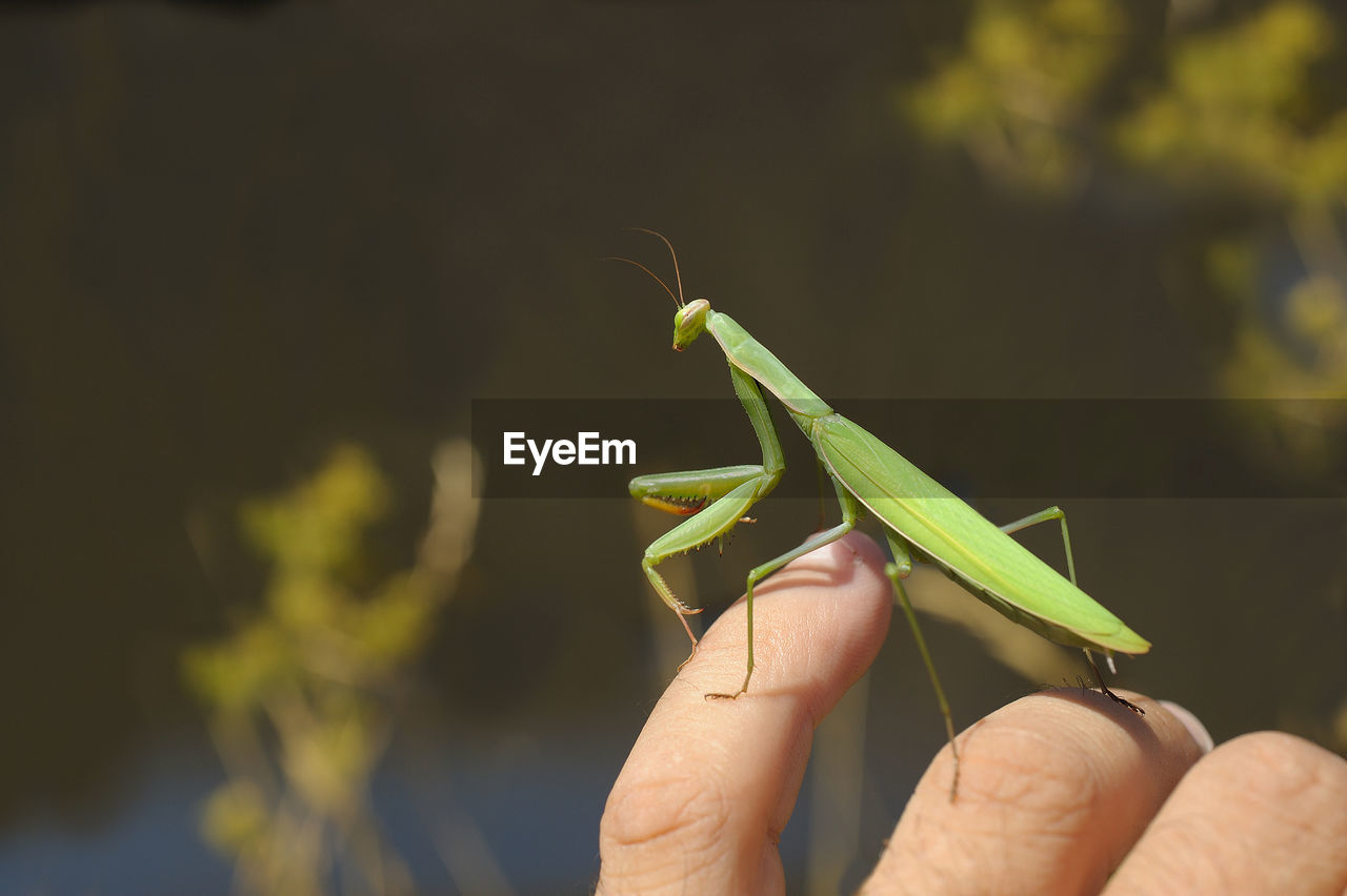 Close-up of mantis on hand