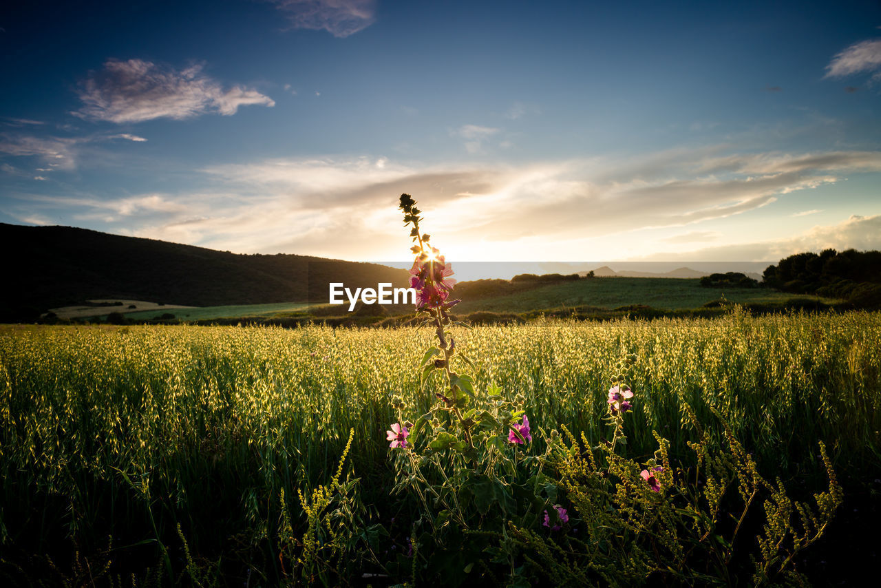 SCENIC VIEW OF FLOWERING PLANTS ON FIELD