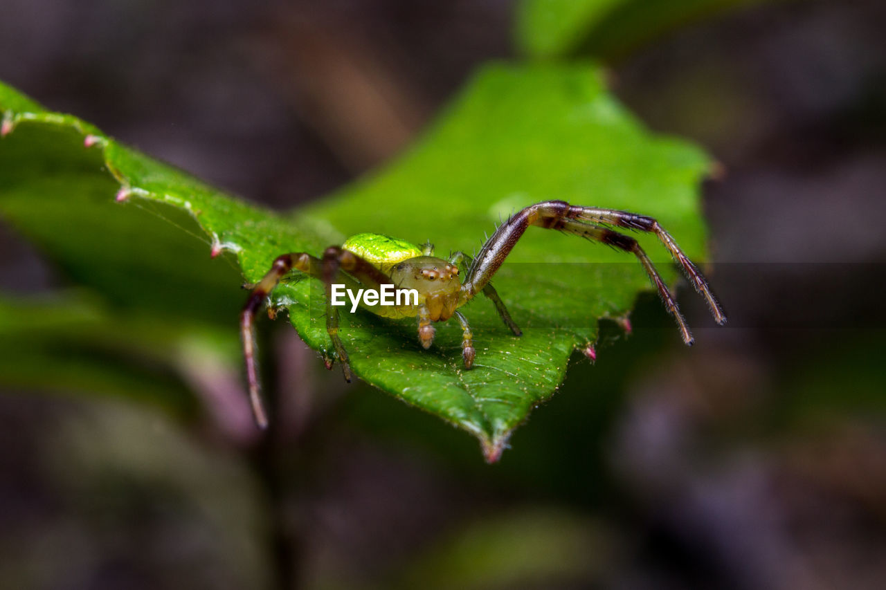 CLOSE-UP OF INSECT