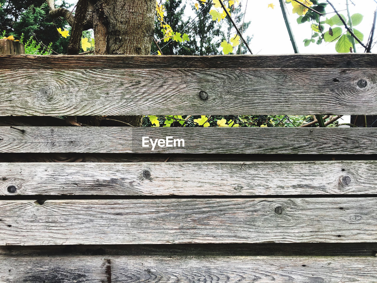 CLOSE-UP OF PLANTS GROWING ON TREE TRUNK