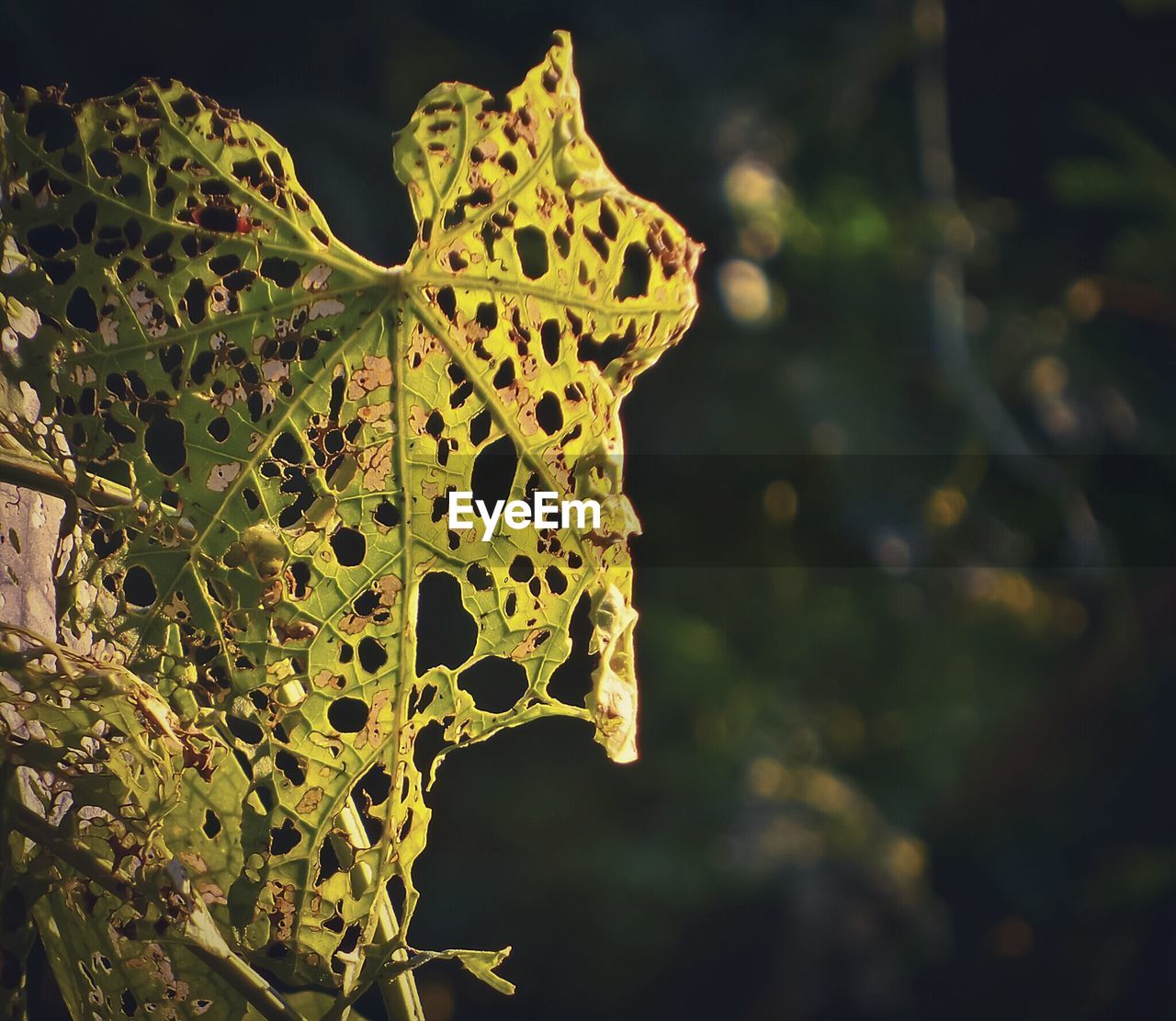 Close-up of leaves with holes