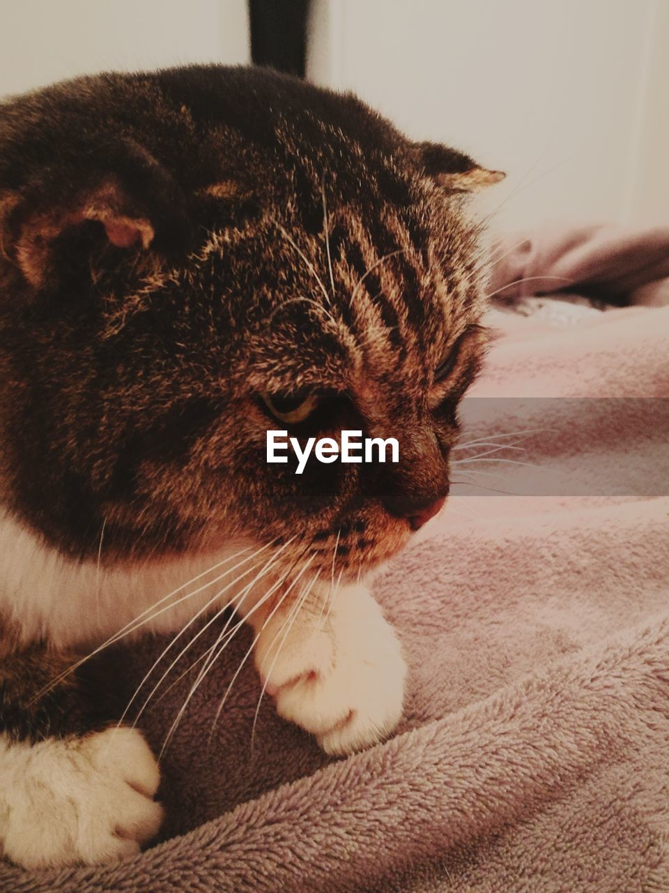 CLOSE-UP OF CAT SLEEPING ON SOFA