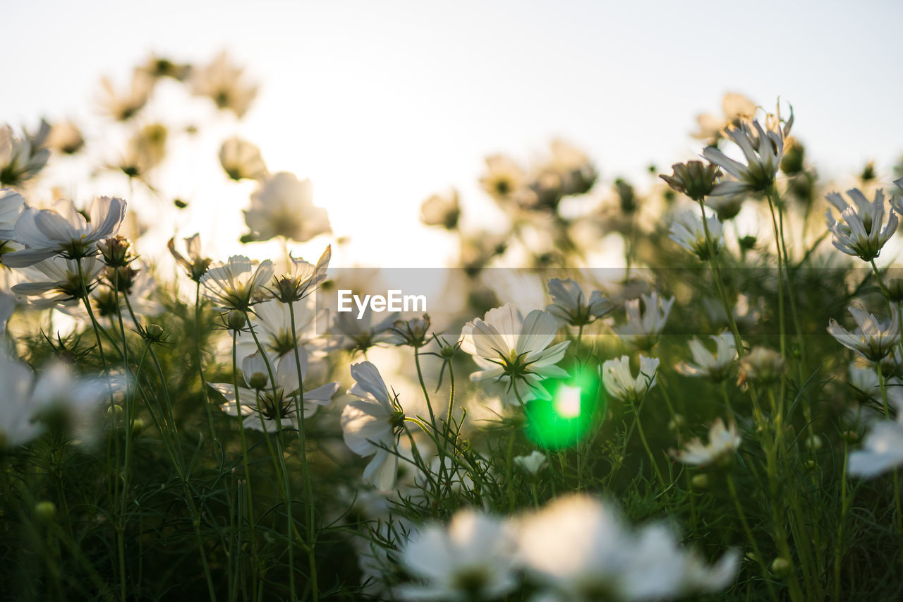 Close-up of white flowering plants on field