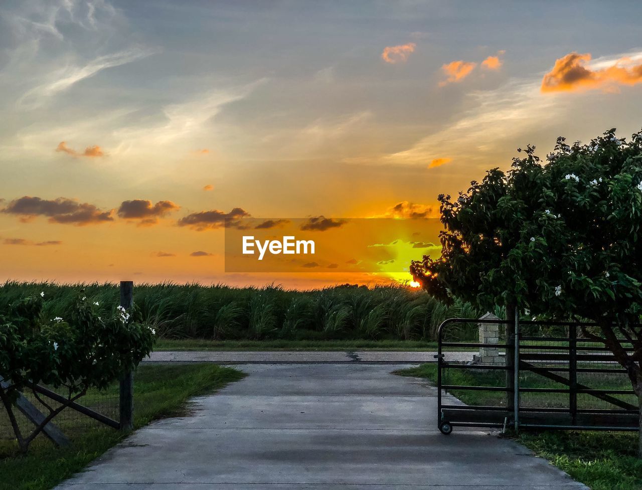 SCENIC VIEW OF TREES ON FIELD AGAINST SKY DURING SUNSET