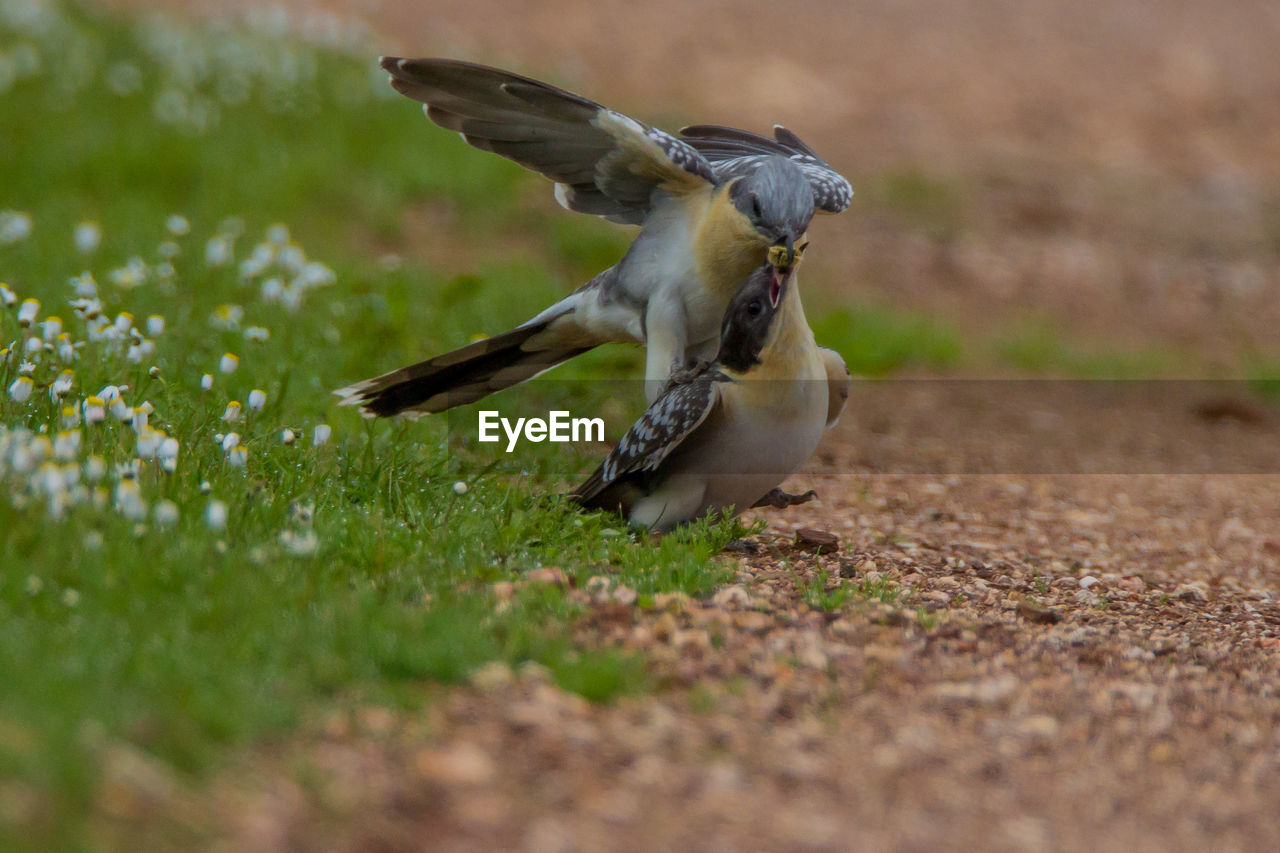 Close-up of birds perching on land