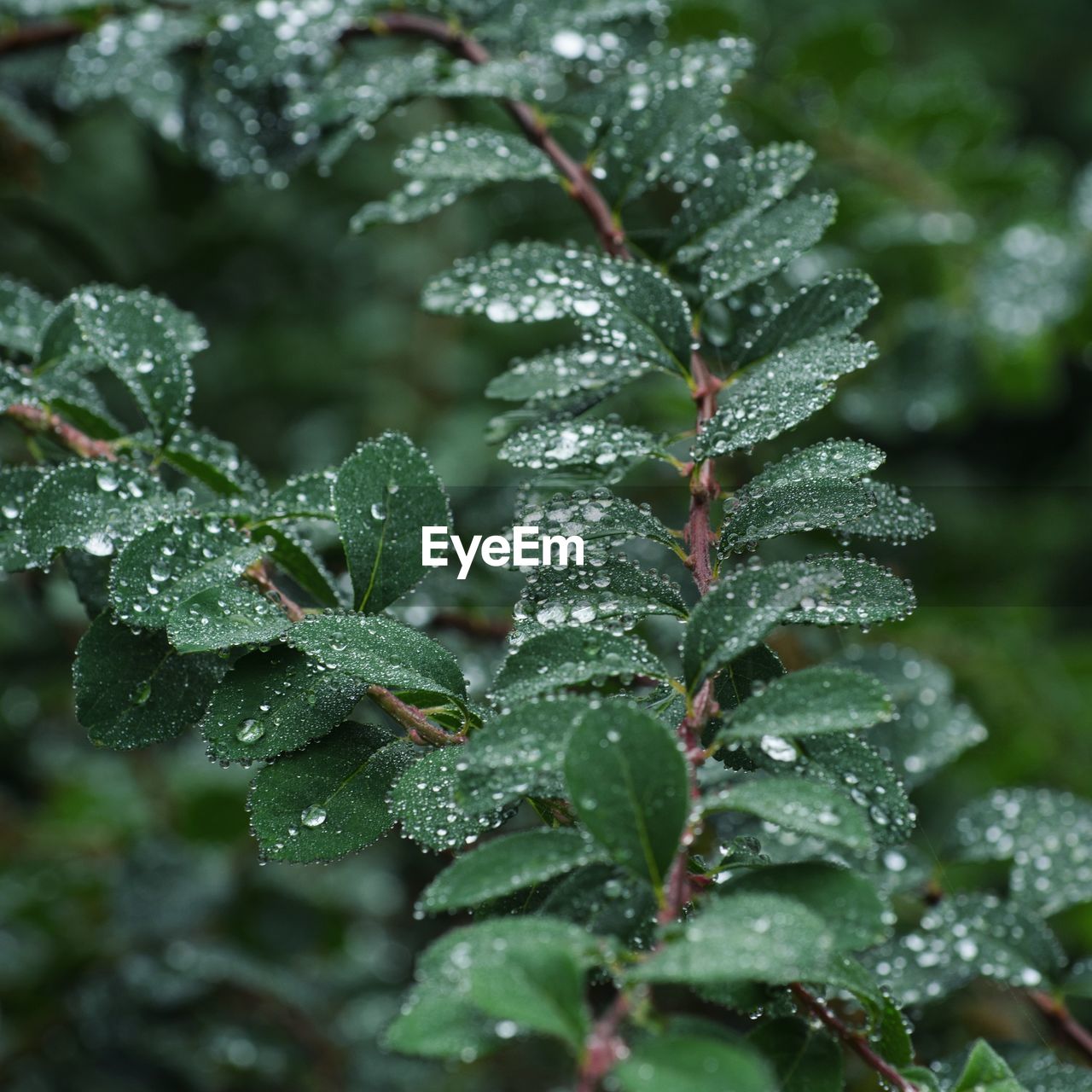 plant, leaf, nature, plant part, green, beauty in nature, growth, tree, water, wet, drop, close-up, frost, winter, no people, branch, cold temperature, flower, outdoors, shrub, environment, day, coniferous tree, snow, food and drink, freshness, land, rain, focus on foreground, food, pinaceae, forest, frozen, selective focus, dew, tranquility, botany, ice