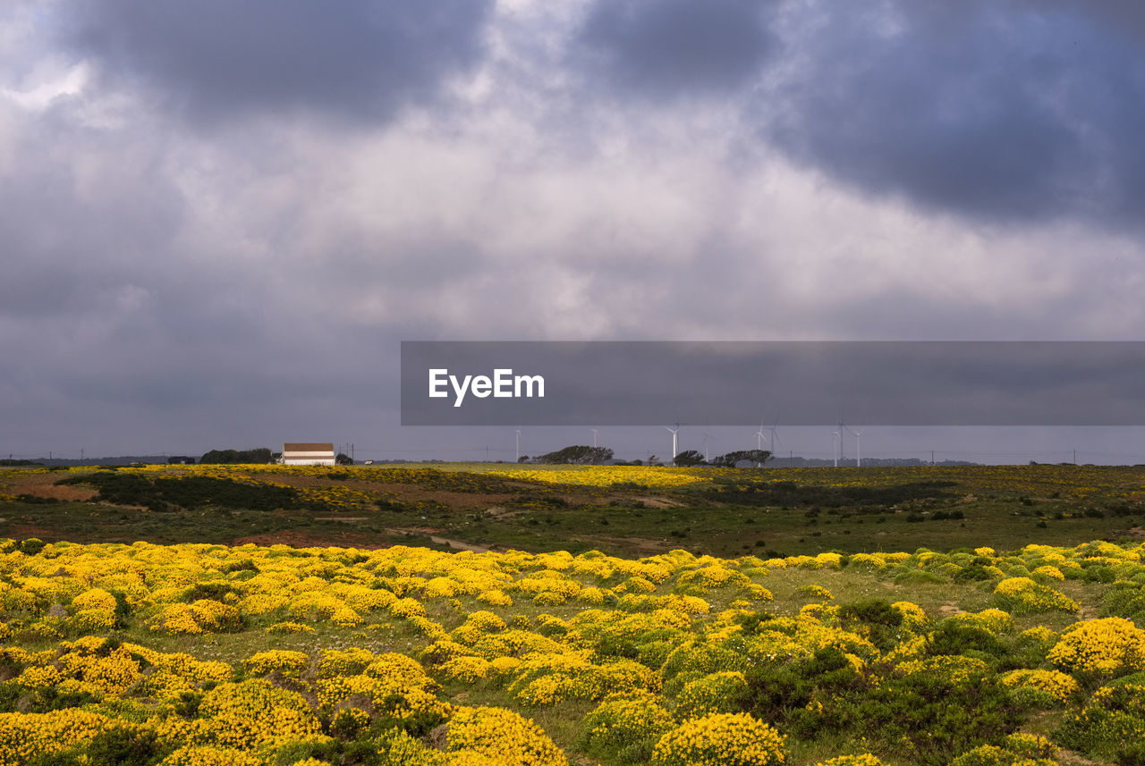 View of yellow flowering plants on field against cloudy sky