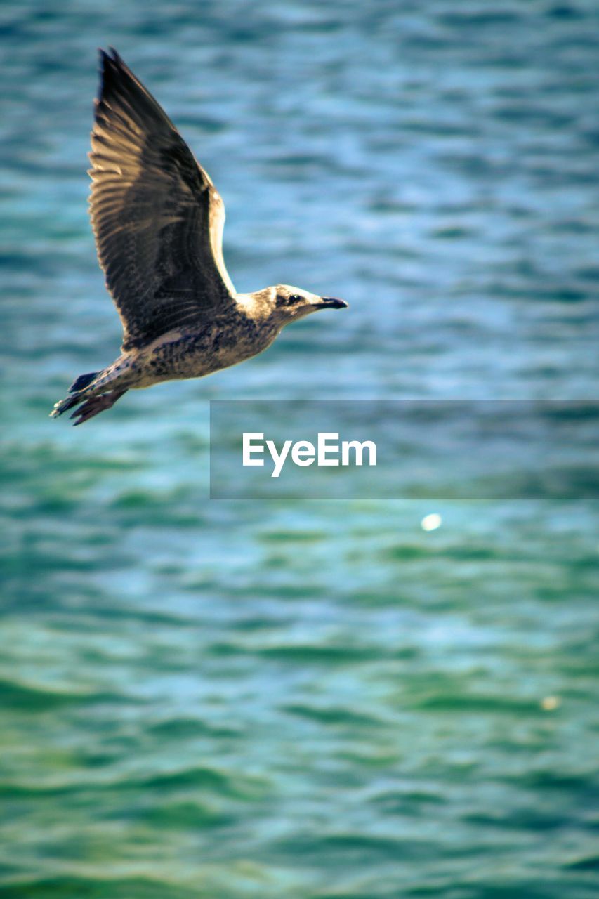 SEAGULL FLYING IN THE SEA