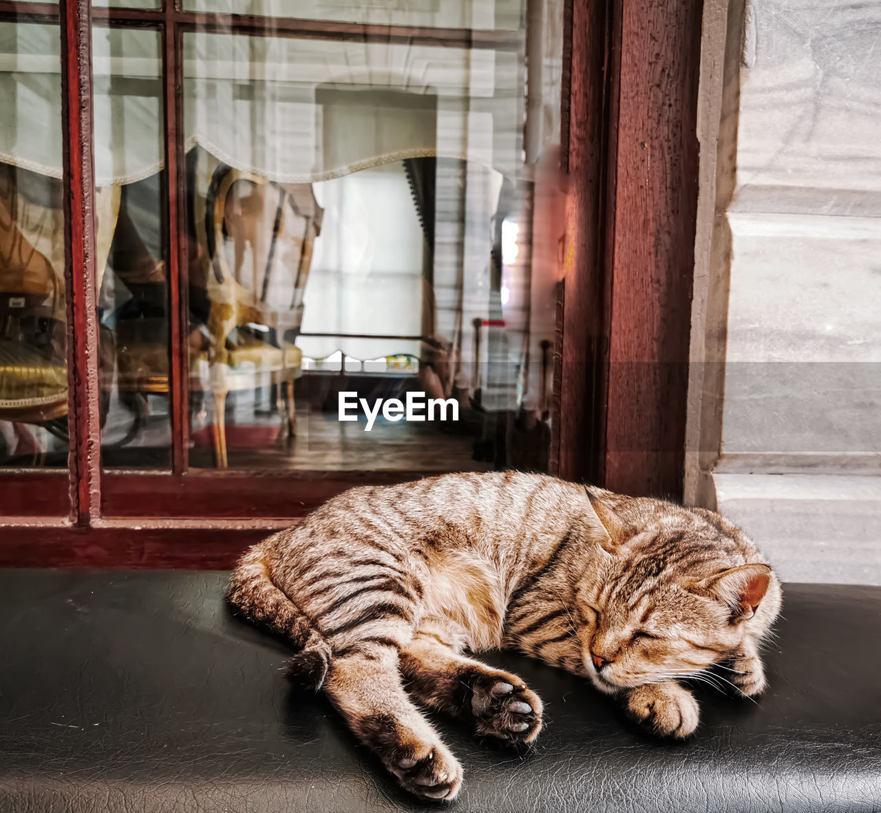 Cat sleeping in a window at dolmabahçe palace, istanbul
