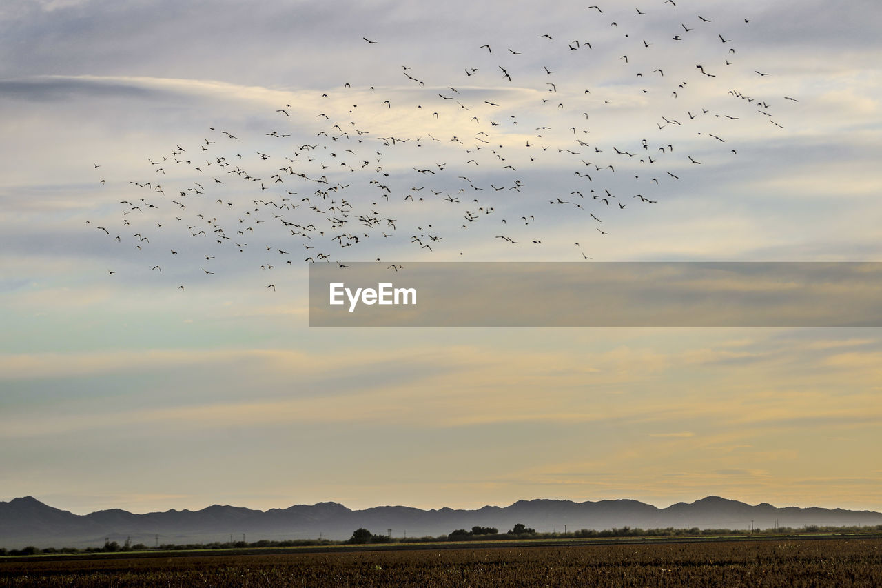 Flock of birds flying in sky