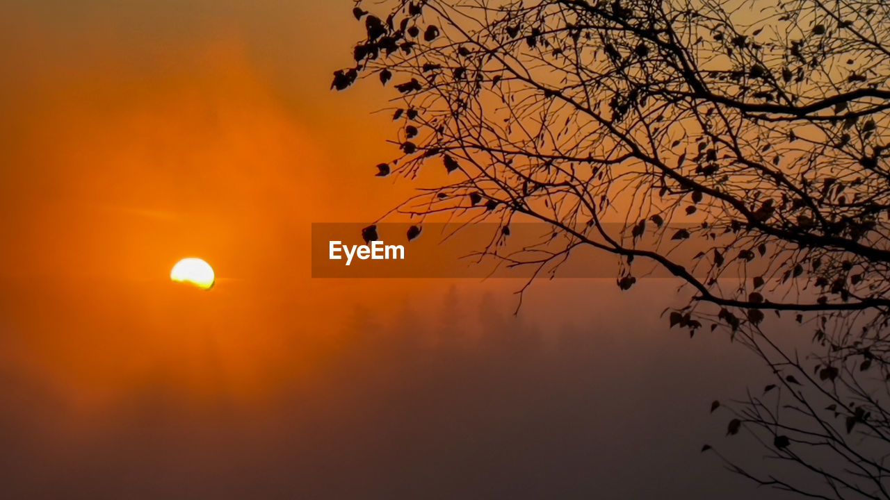 Low angle view of silhouette tree against orange sky