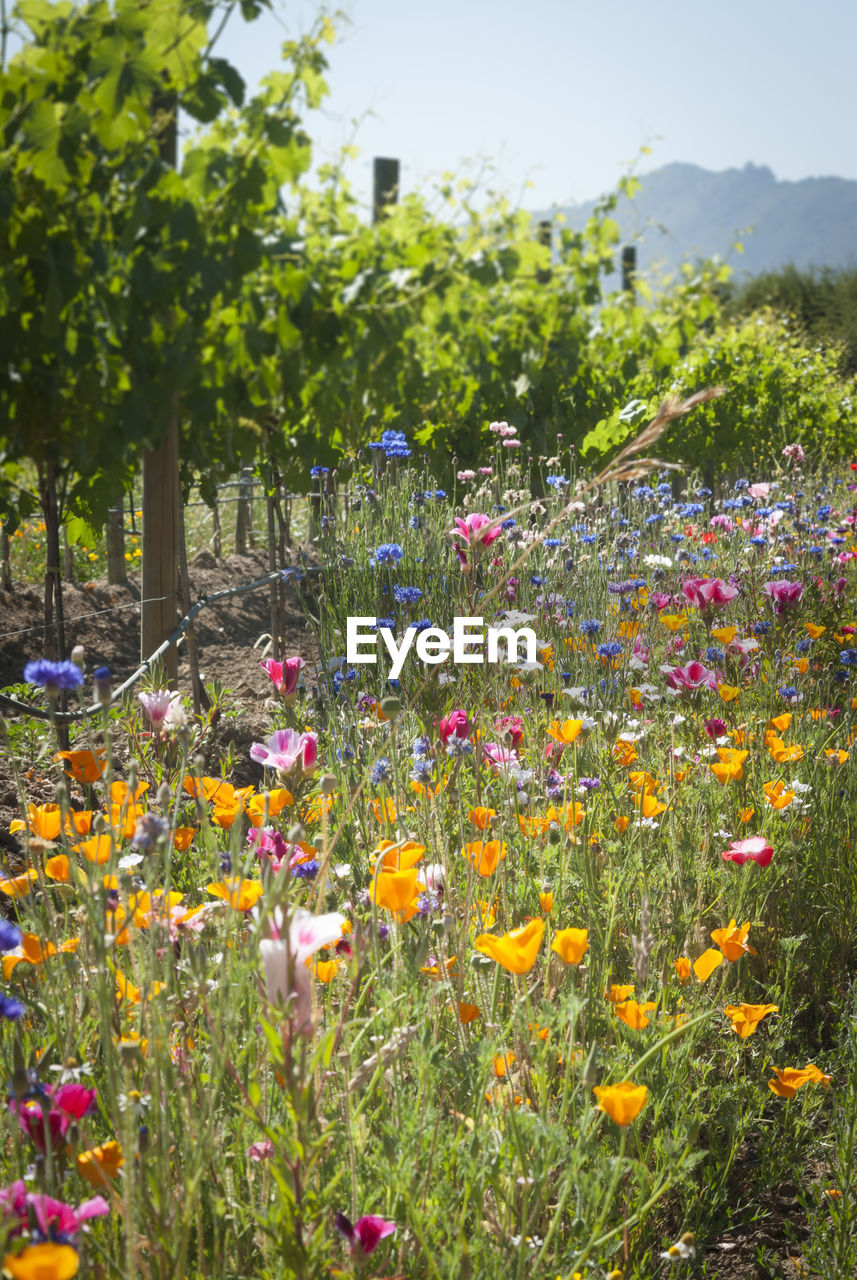 Close-up of flowering plants on field against trees